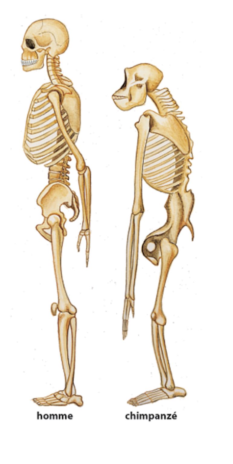 les squelettes du chimpanzé et de l’homme