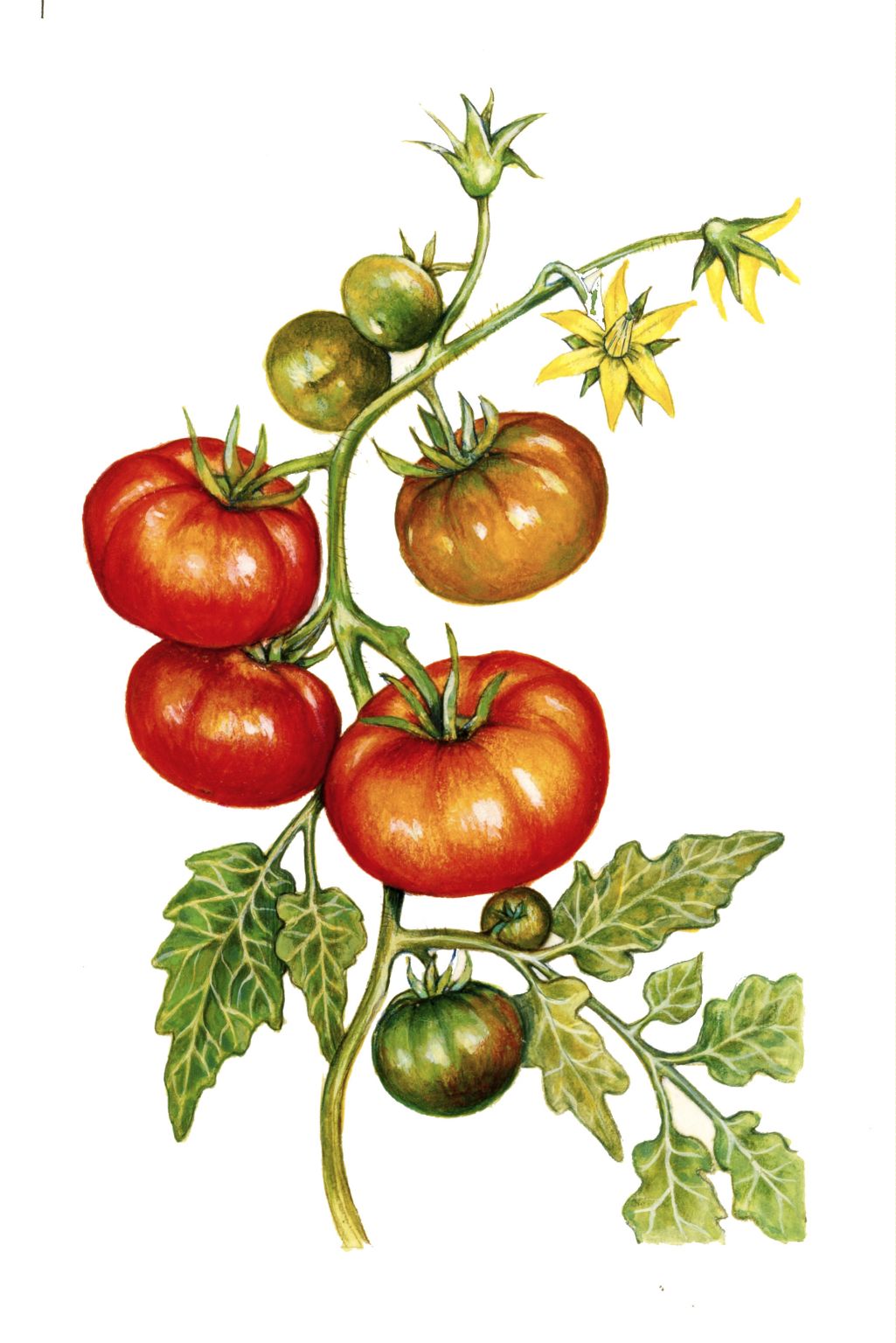 une grappe de tomates