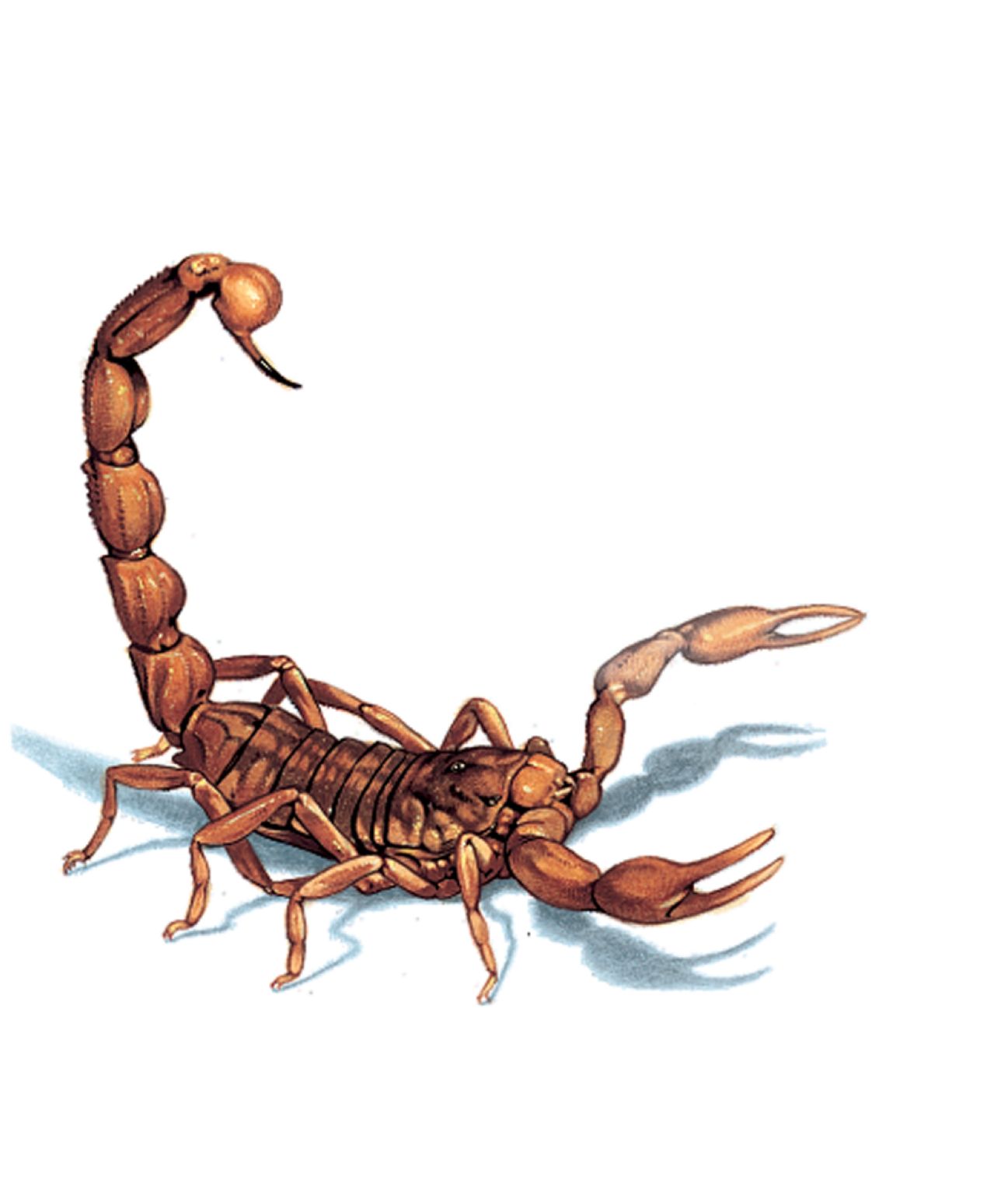 un scorpion