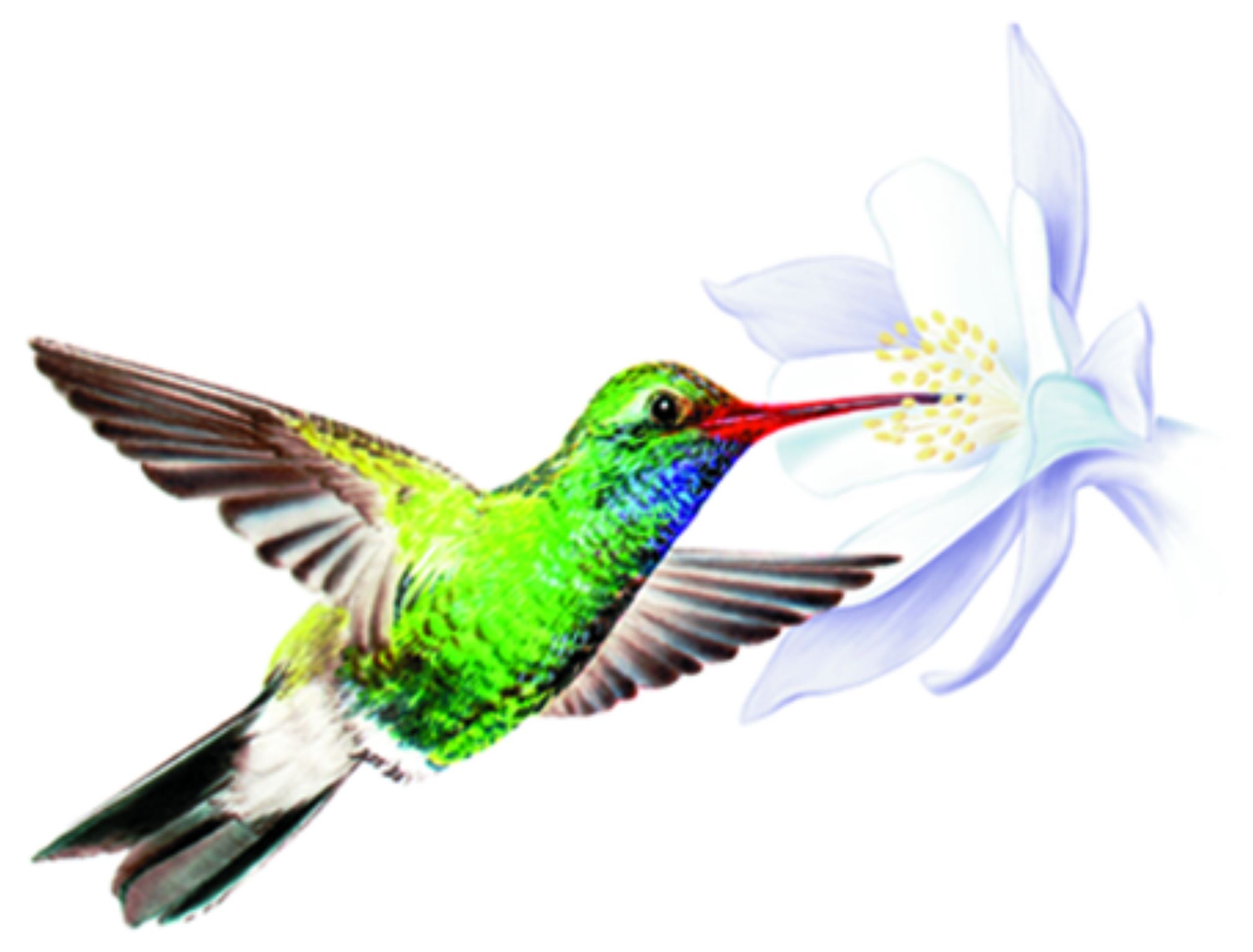 un colibri butinant une fleur