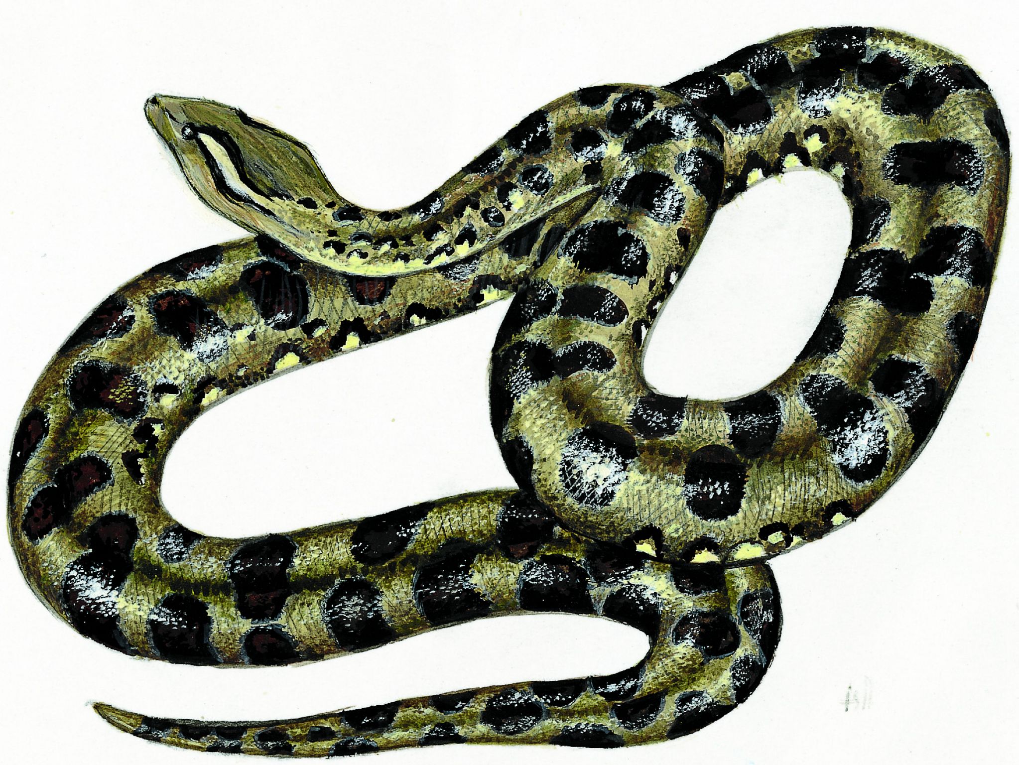 un anaconda
