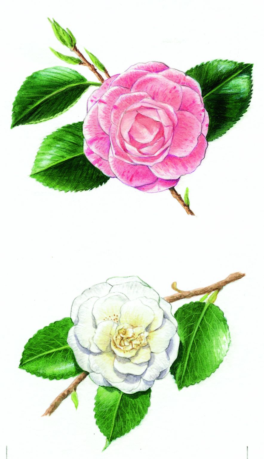 des fleurs de camélia