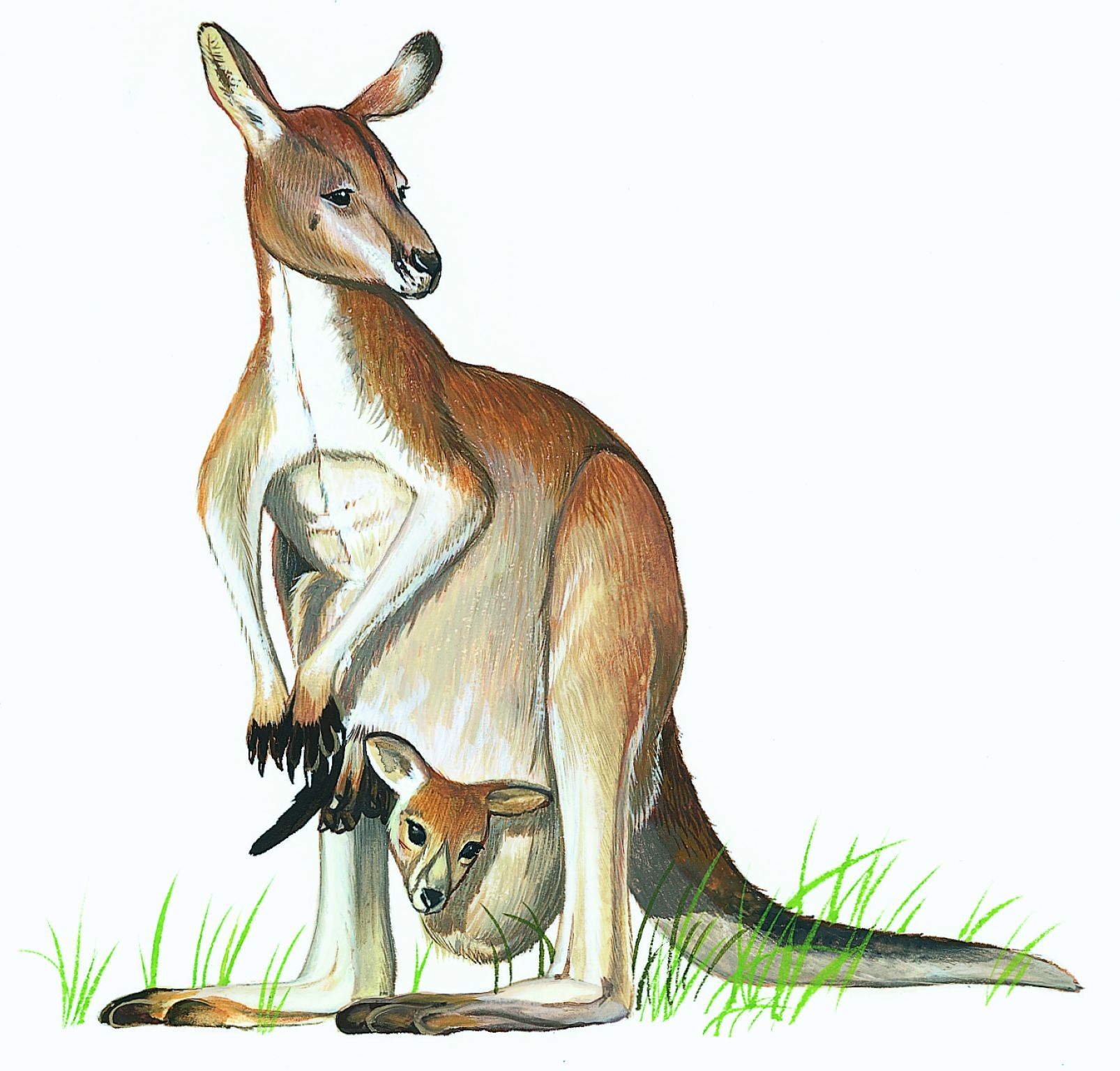 un kangourou et son petit