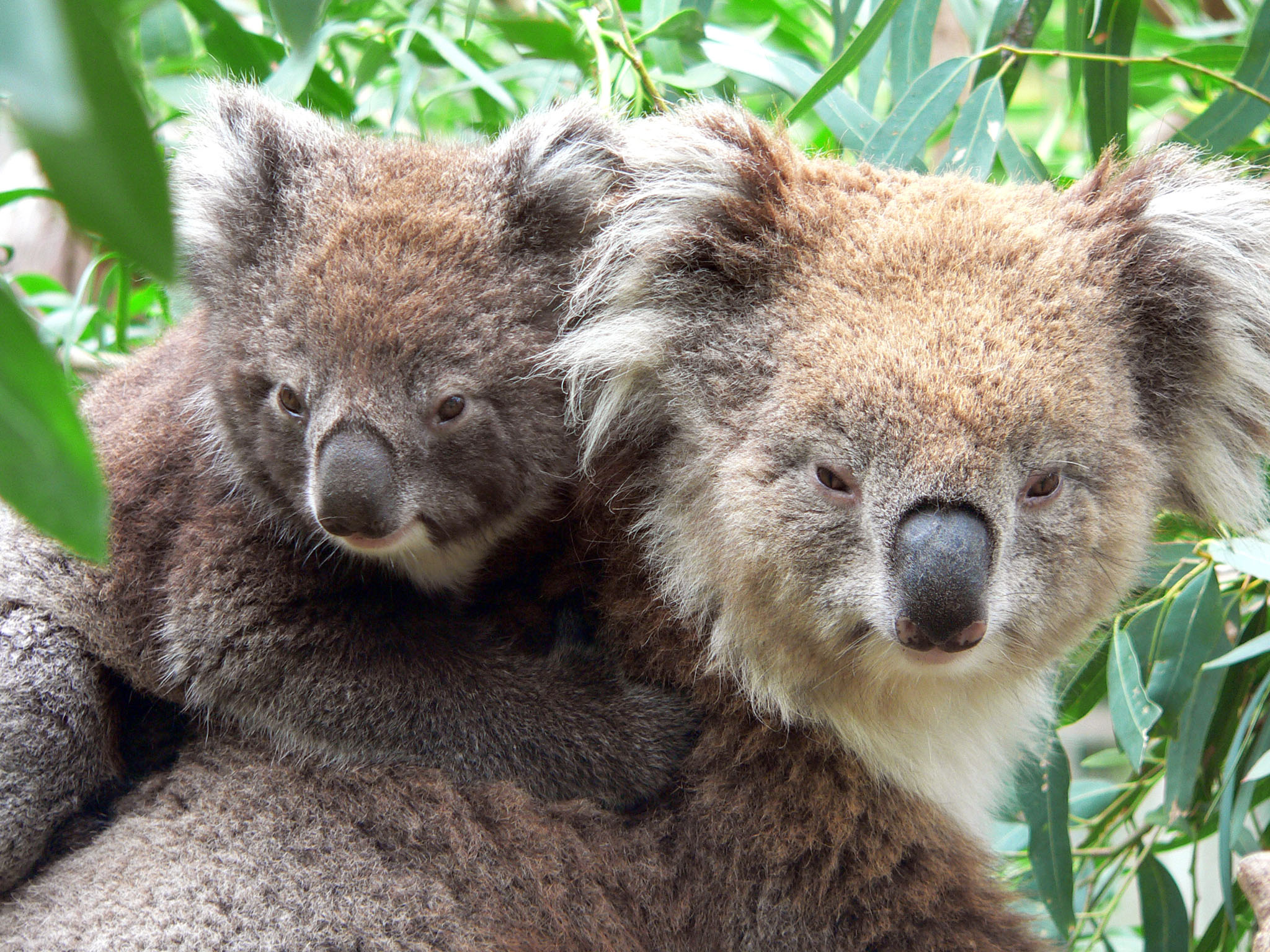 un koala et son petit