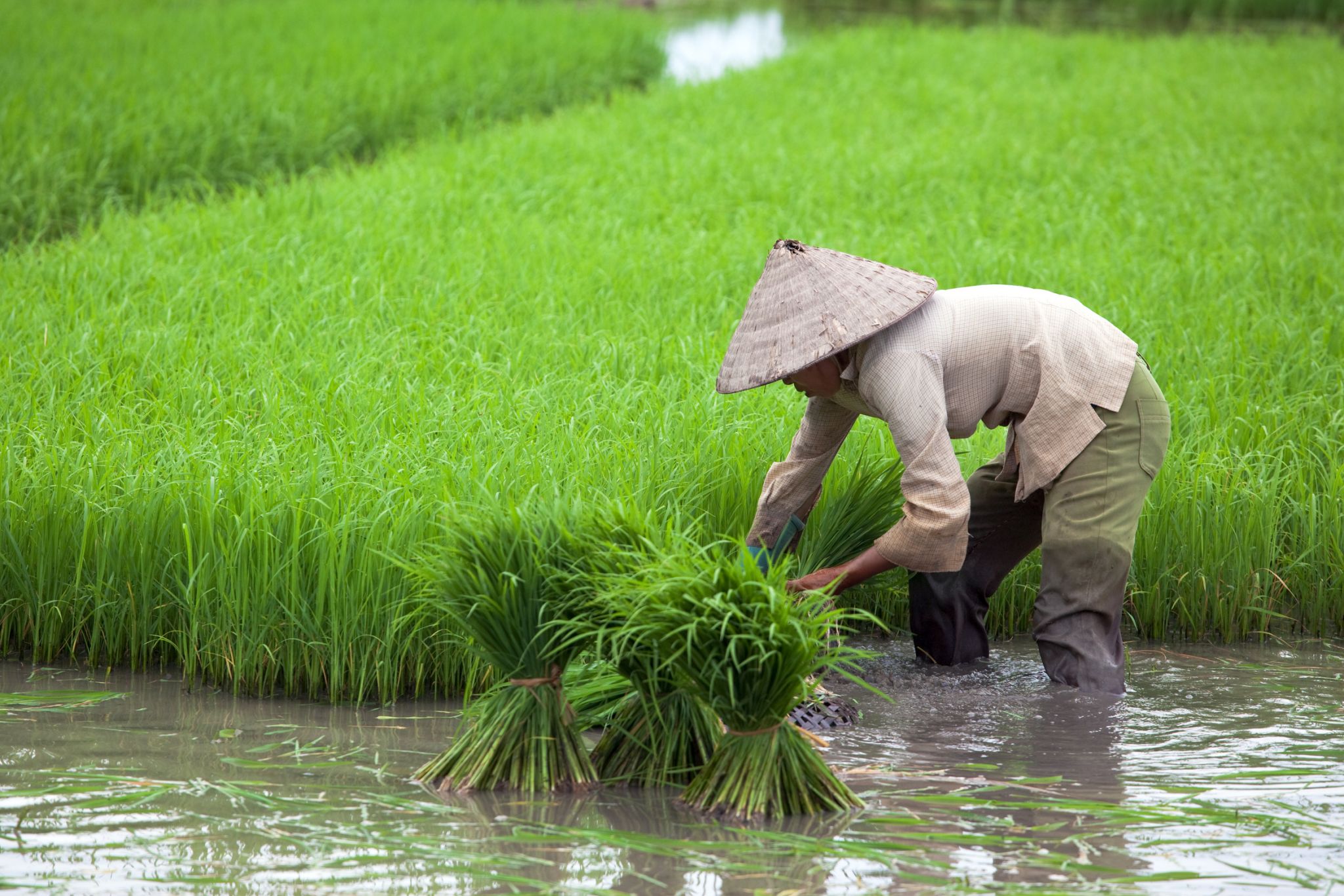 la culture du riz en Asie