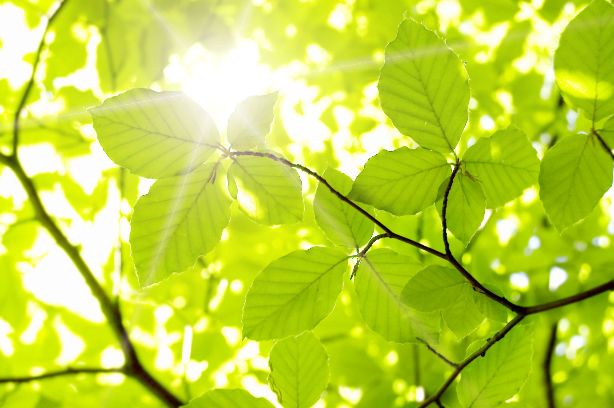 lumière filtrant à travers des feuilles