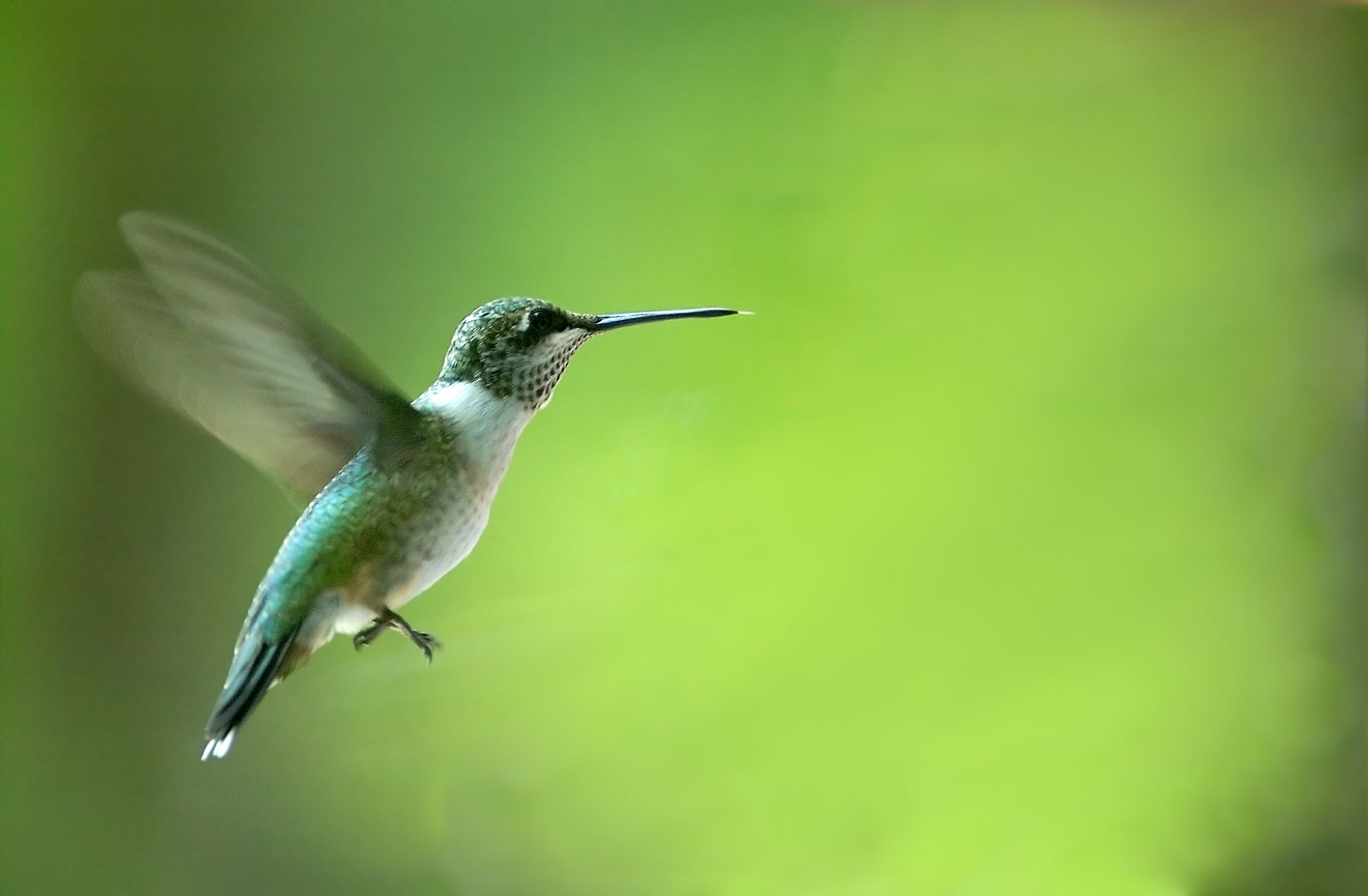 le vol d’un colibri (ou oiseau-mouche)