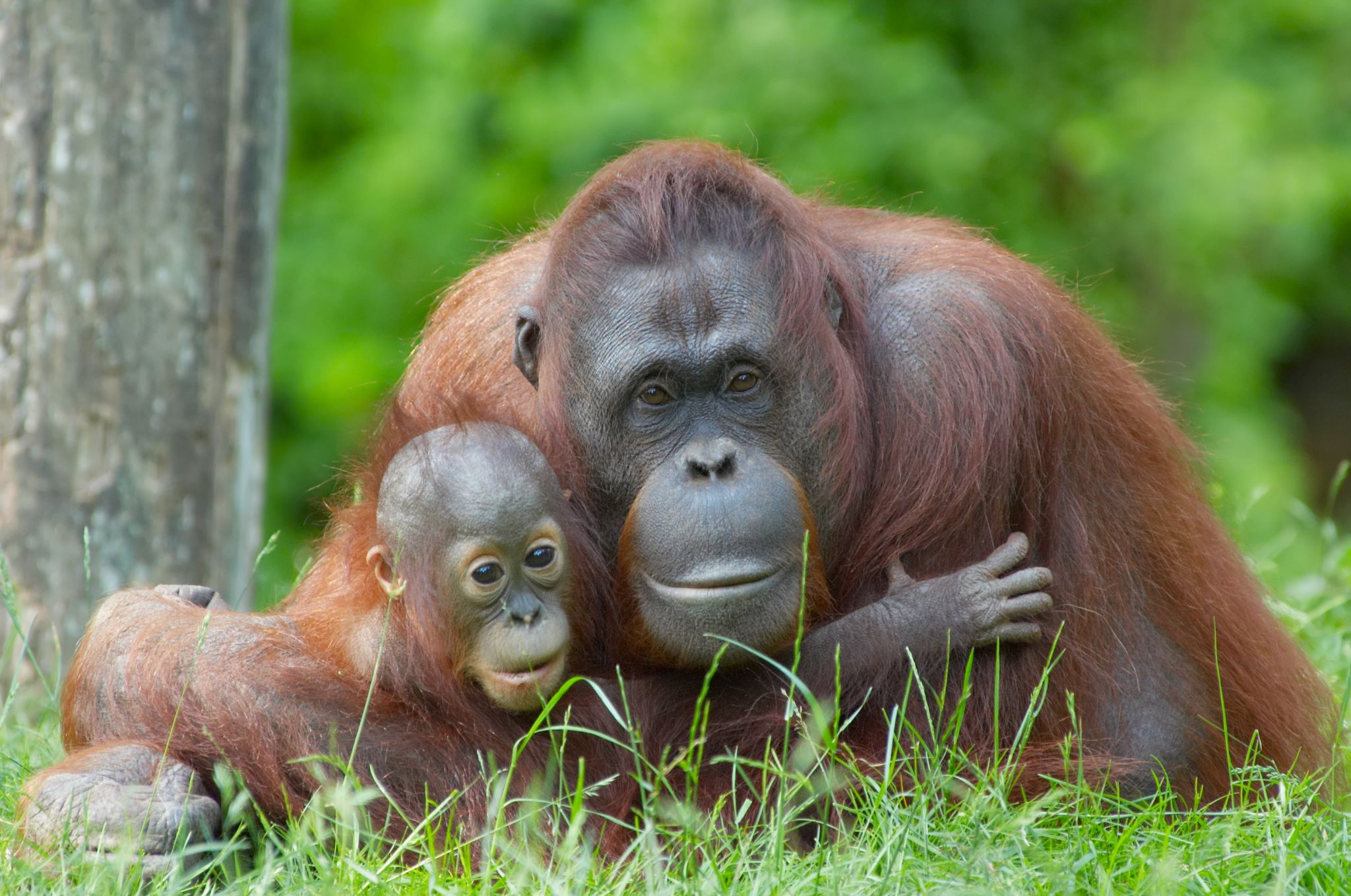 un orang-outan et son petit