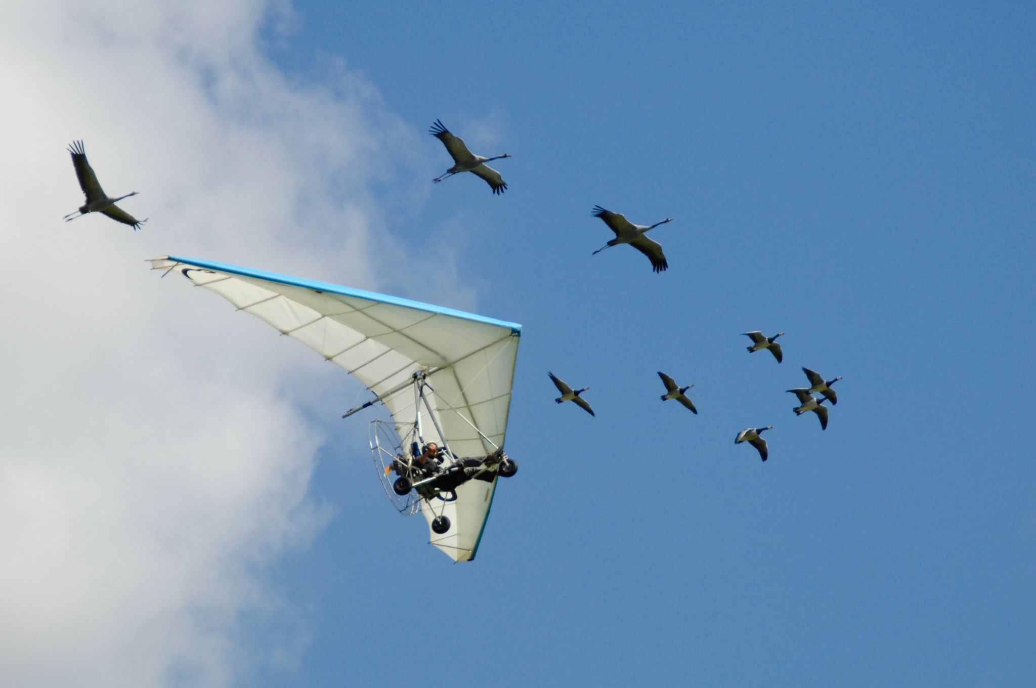 un U.L.M. volant avec des oiseaux
