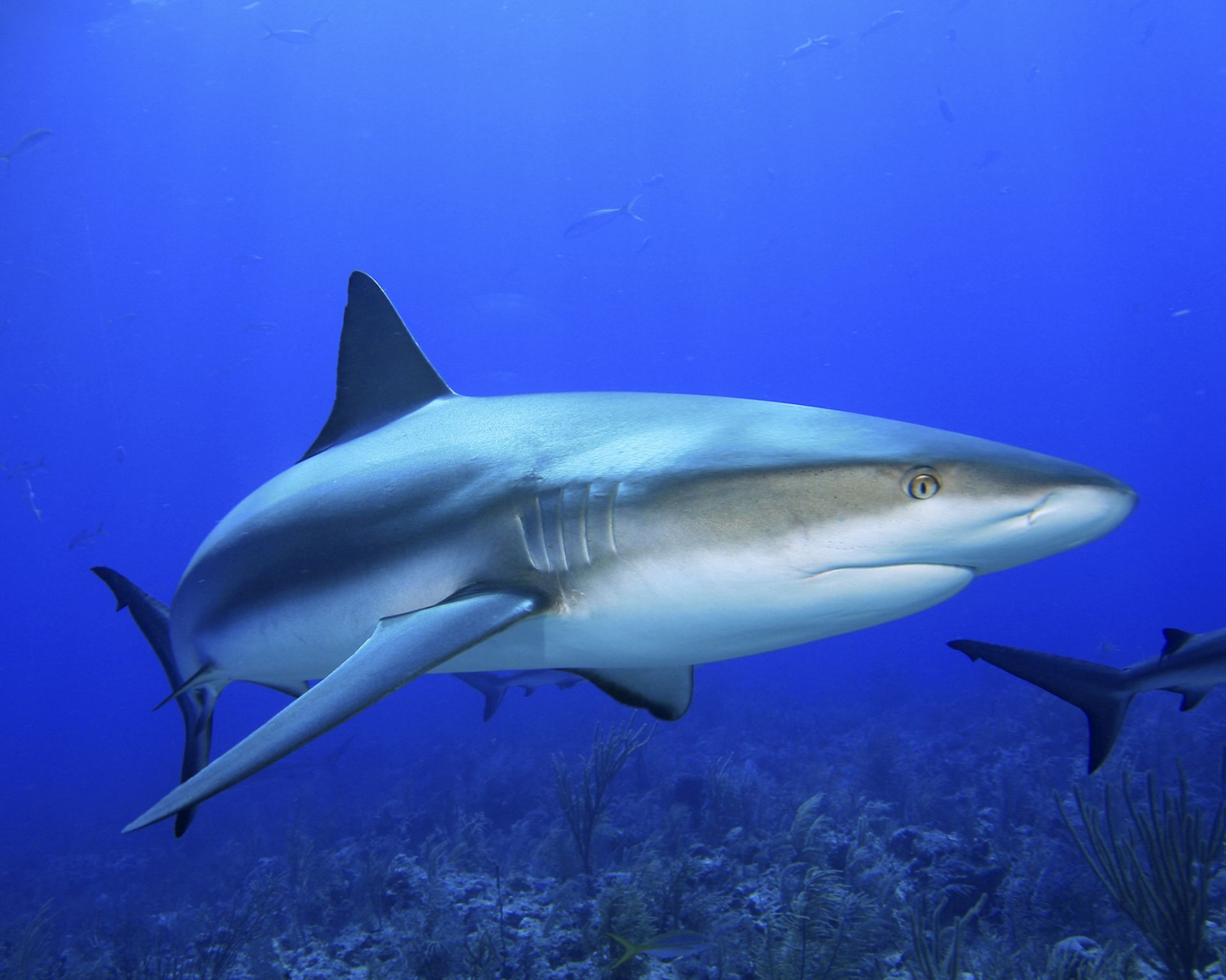 un requin, redoutable prédateur des récifs (Caraïbes)