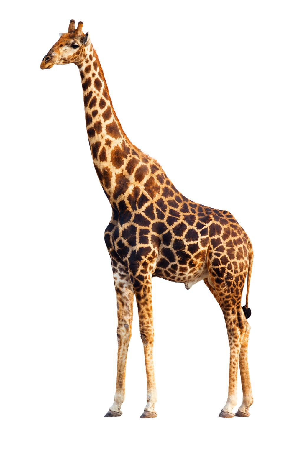 une girafe