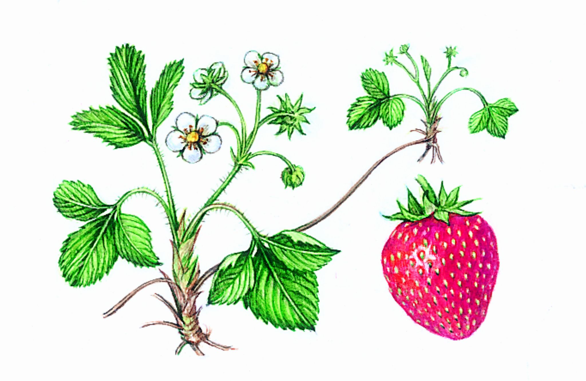 une tige de fraisier et une fraise