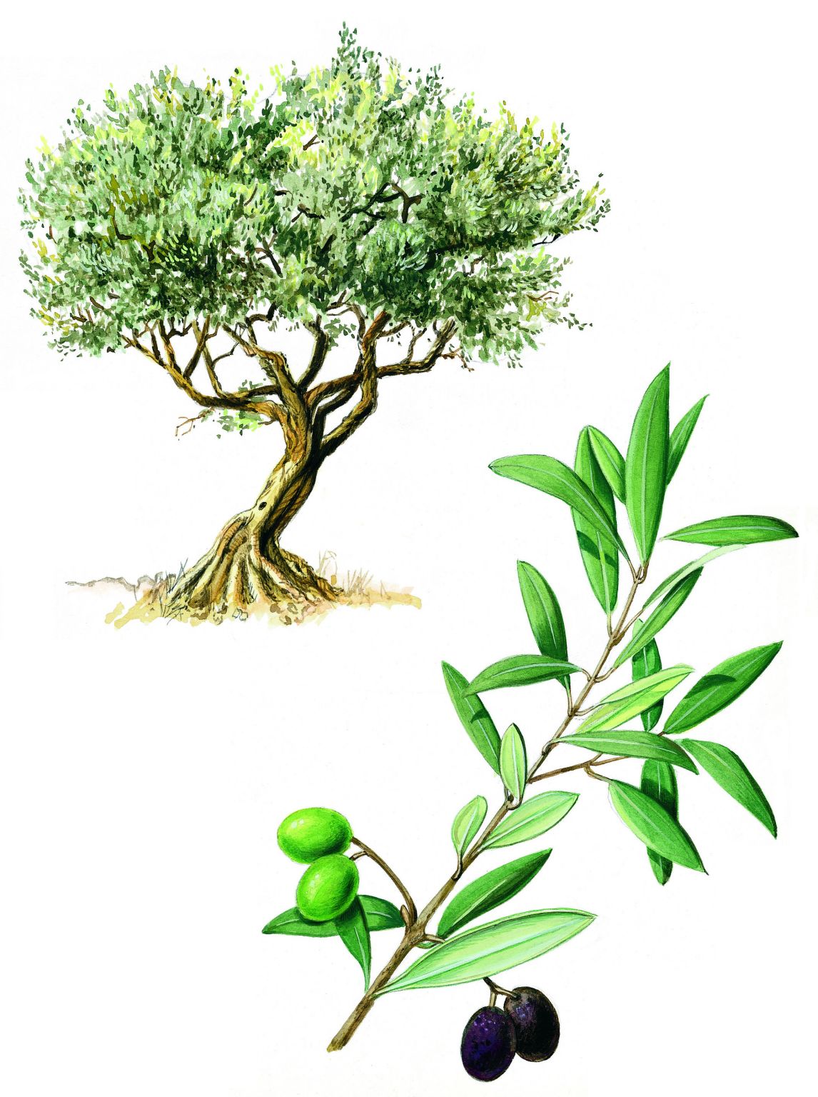 un olivier