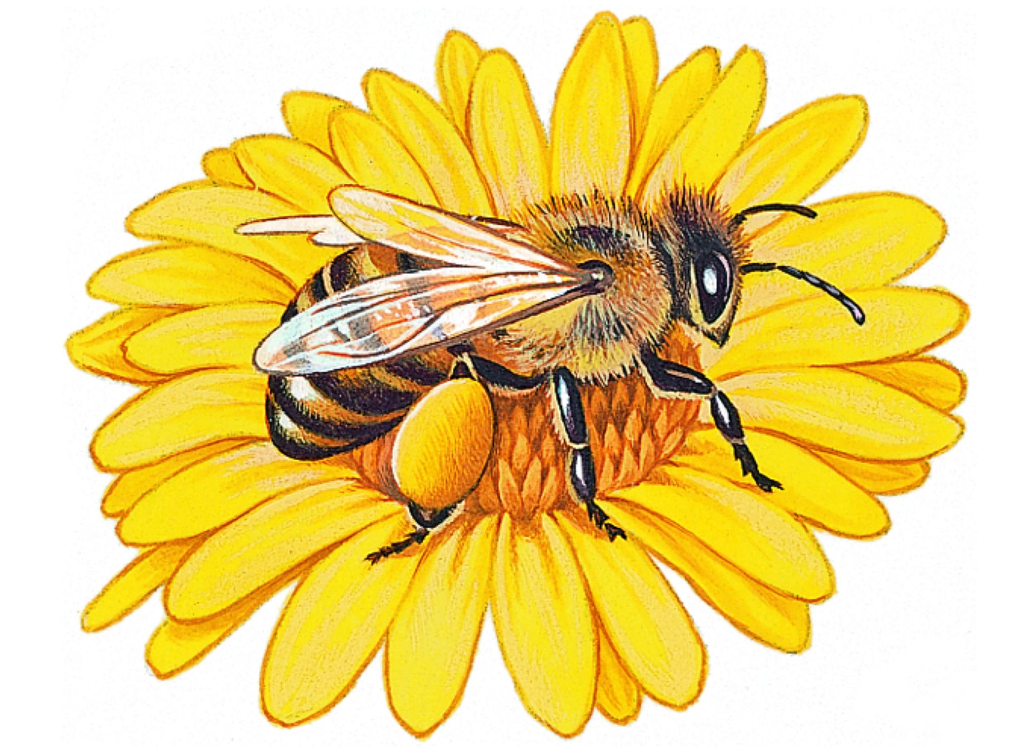 une abeille récoltant du pollen sur ses pattes arrière