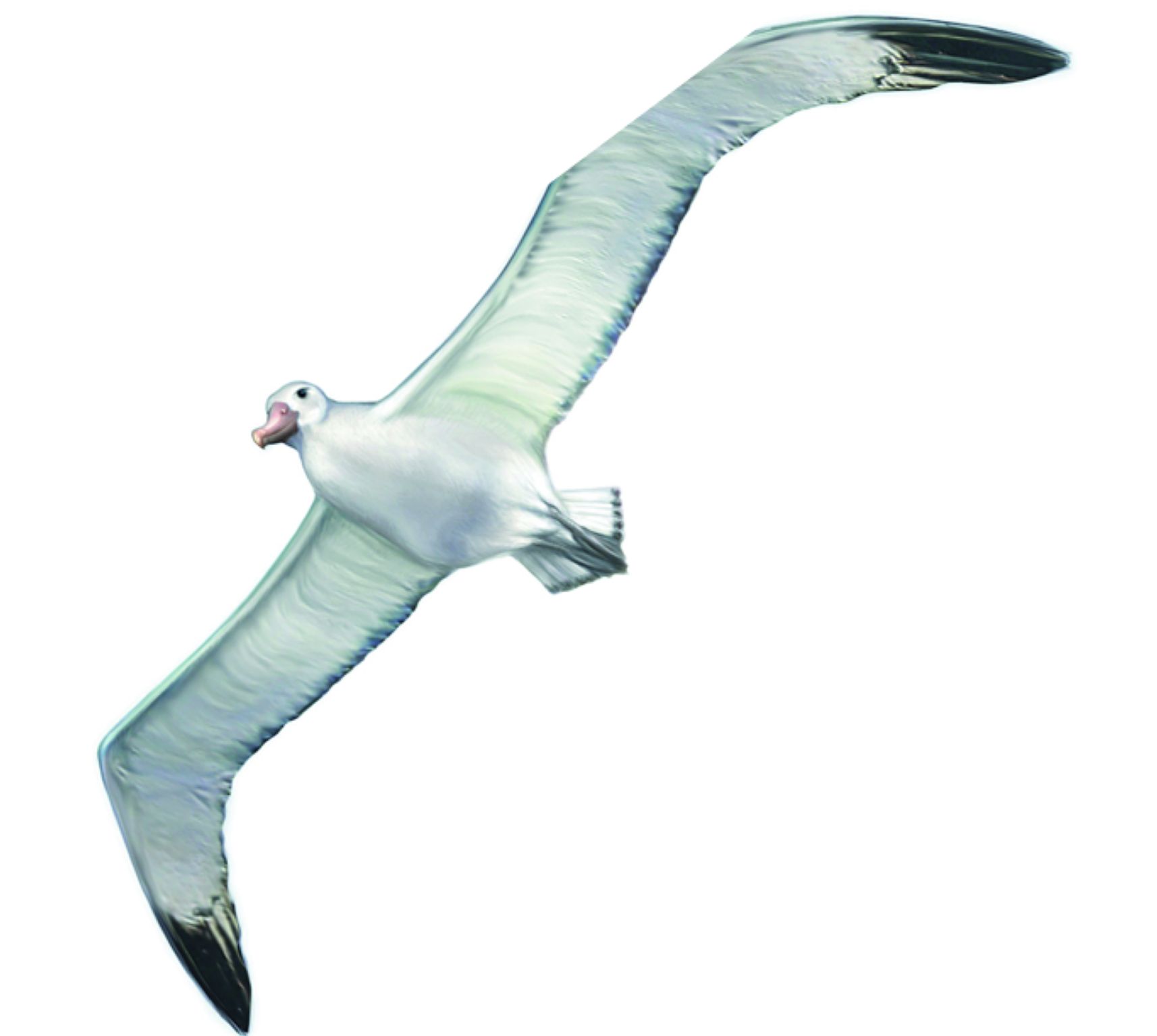 un albatros hurleur