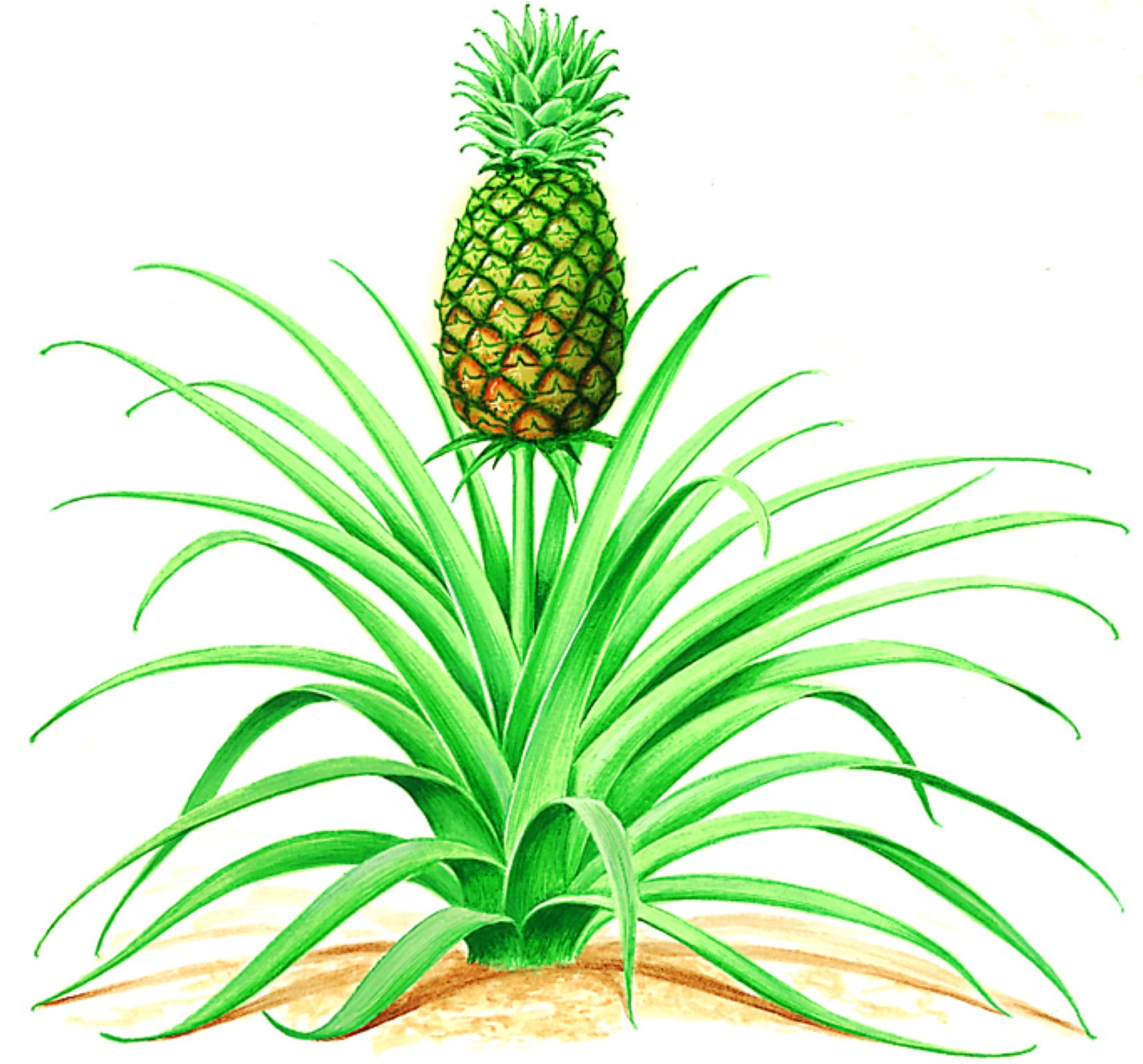 un ananas
