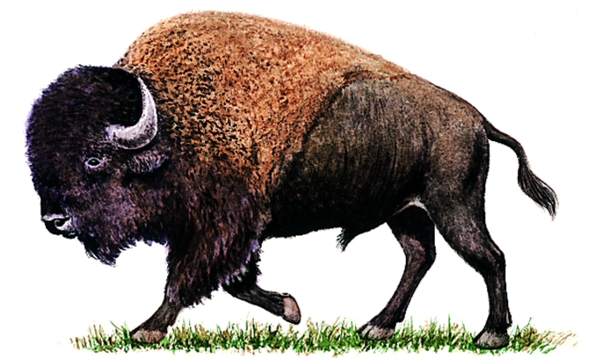 un bison