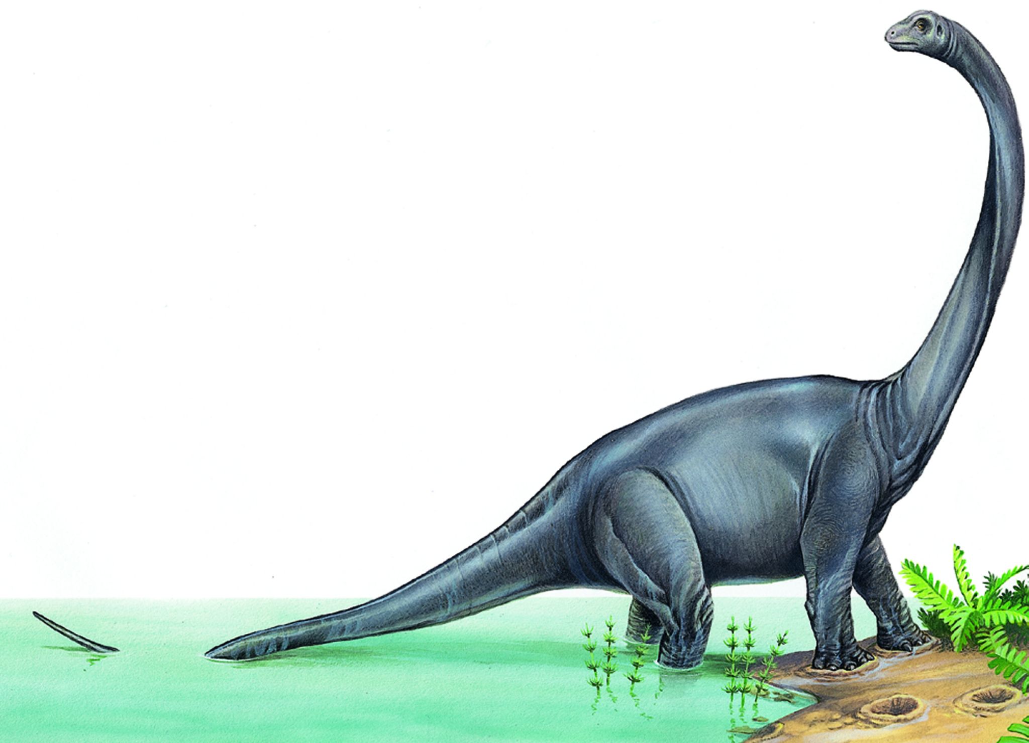 un brontosaure
