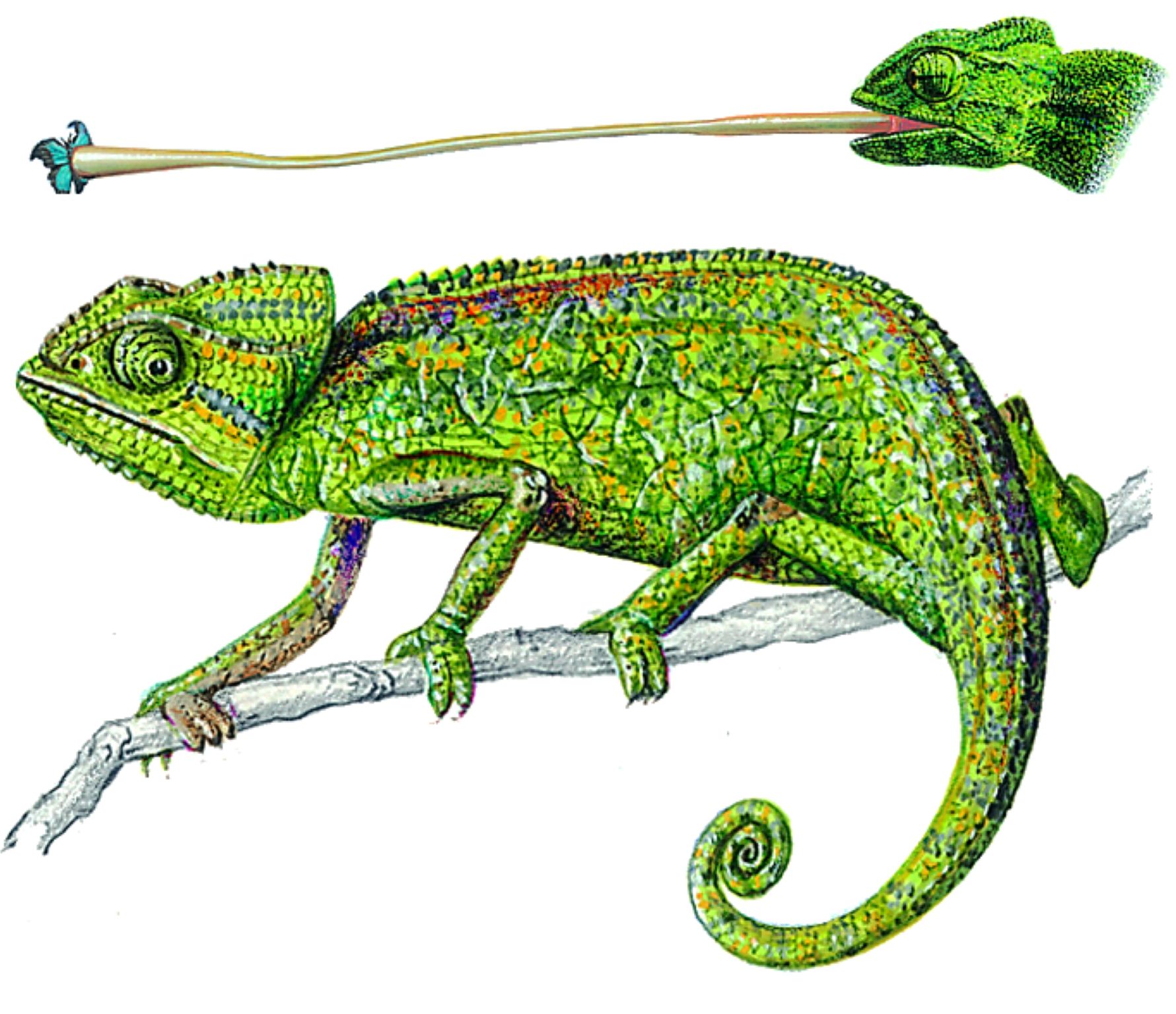 un caméléon