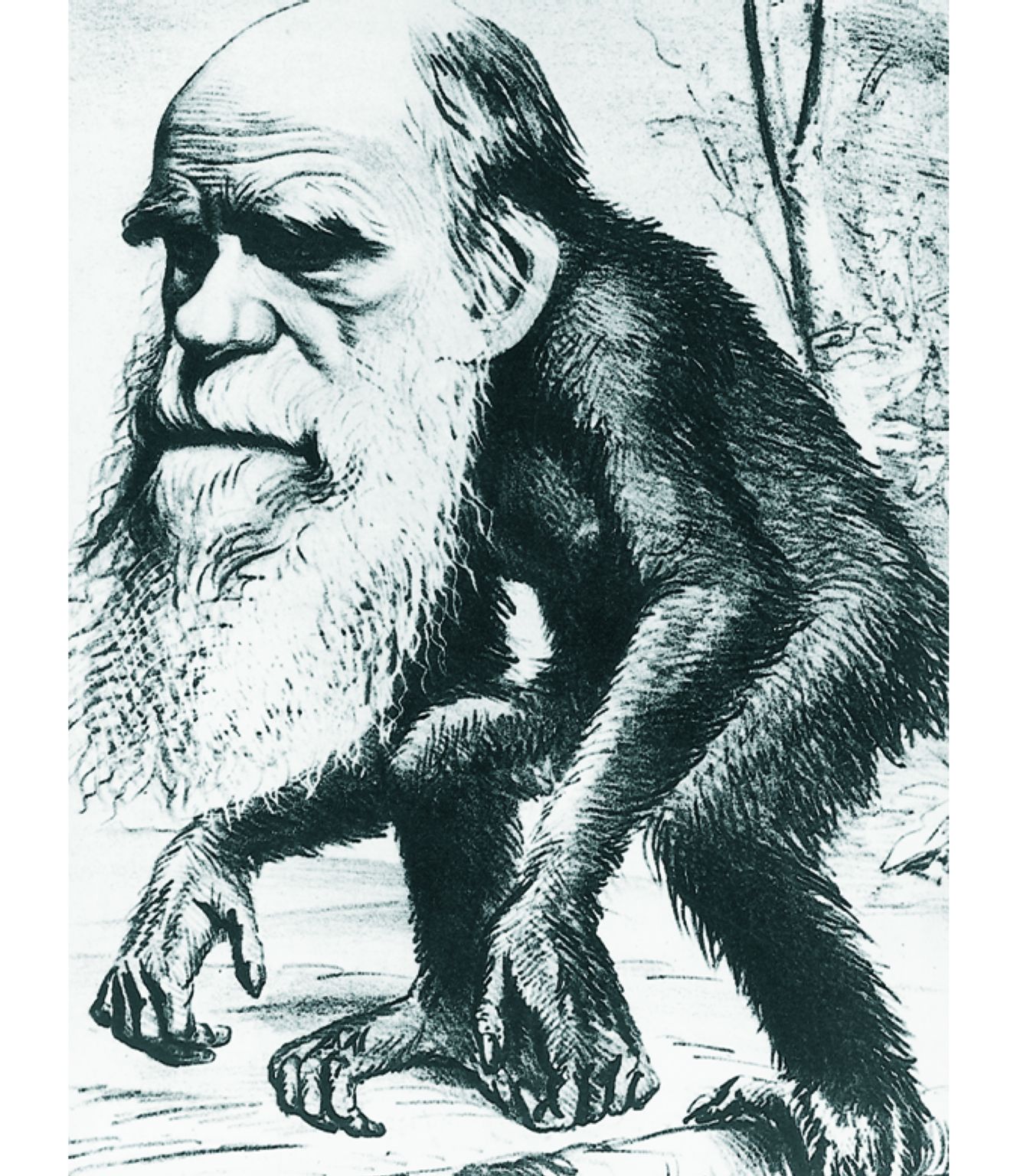 une caricature de Charles Darwin, ses théories sur l’évolution étant tournées en dérision