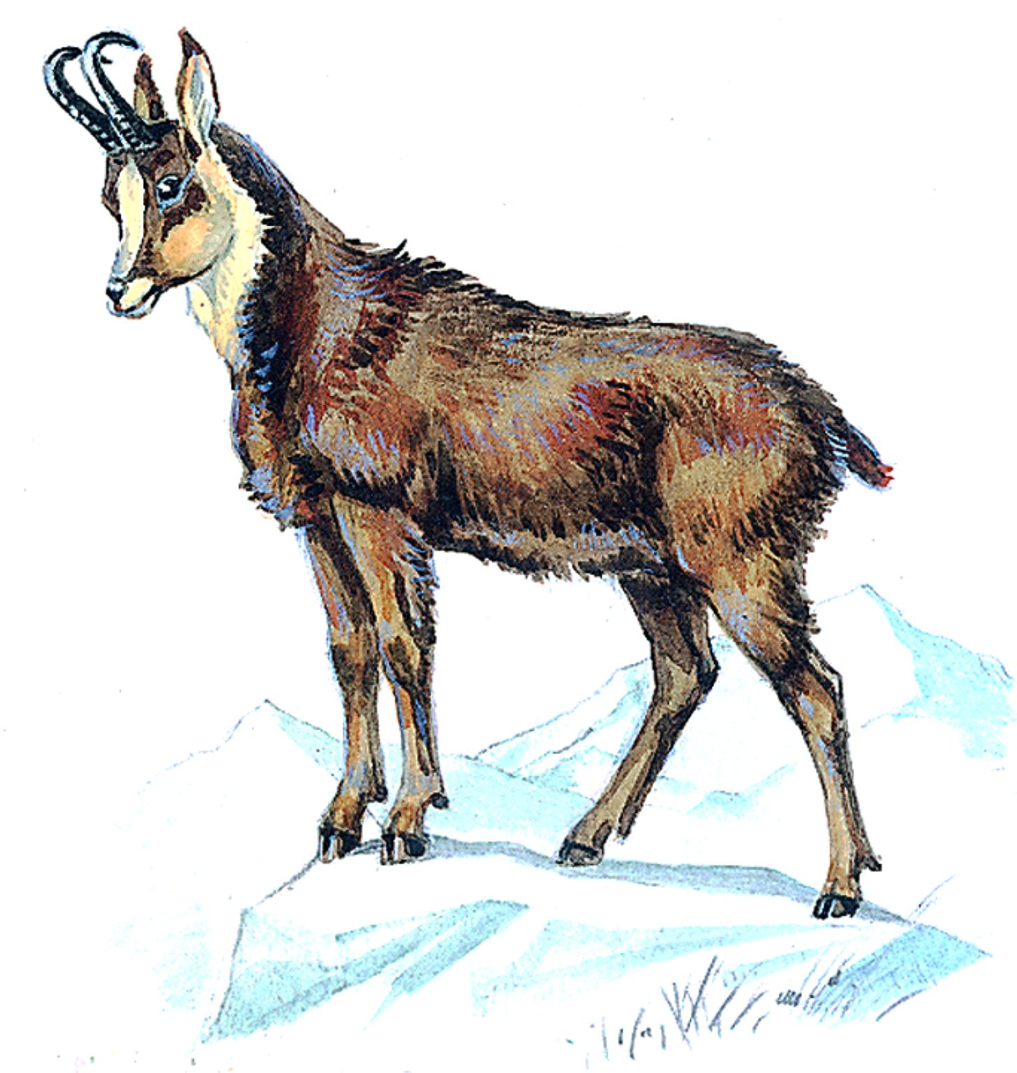 un chamois