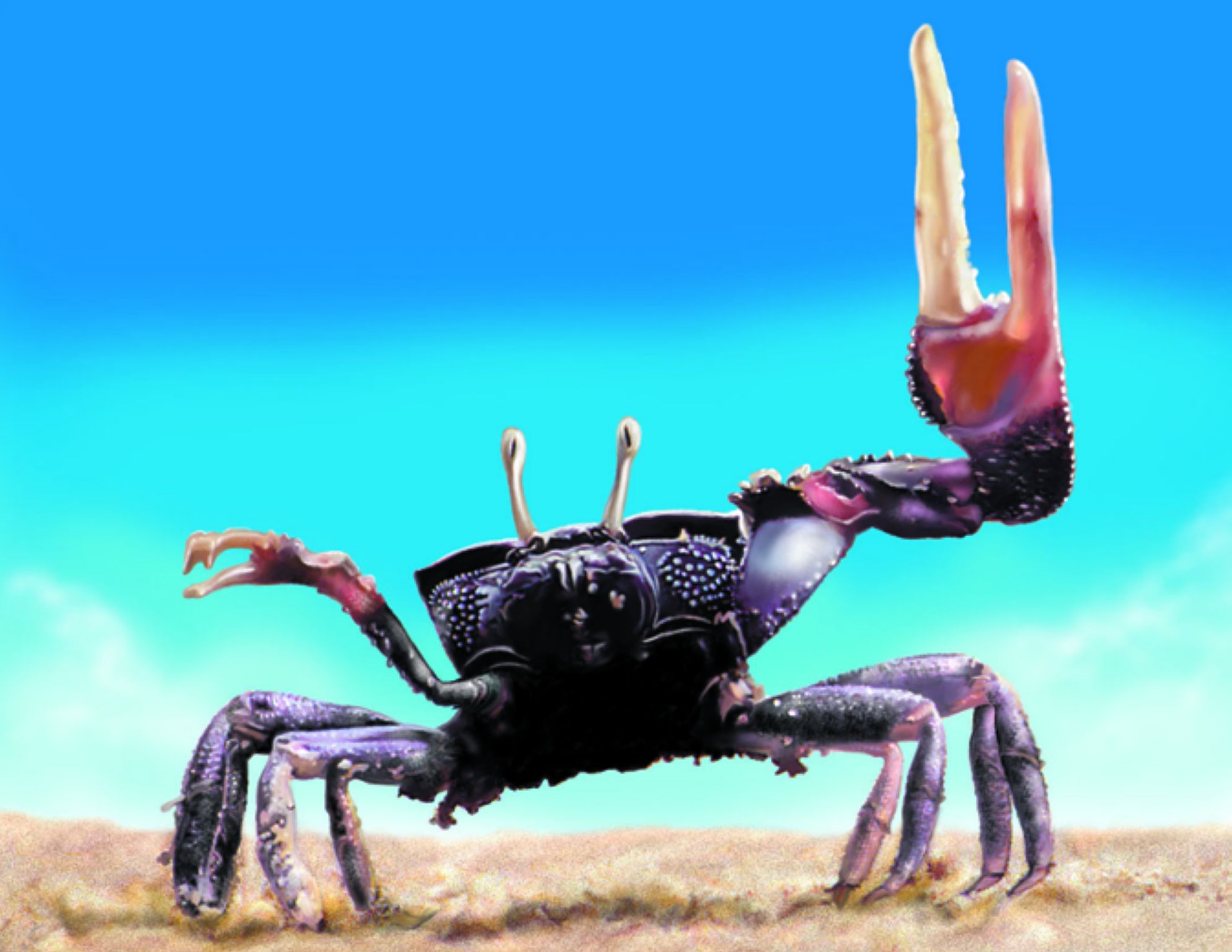 un crabe avec des pinces dissymétriques
