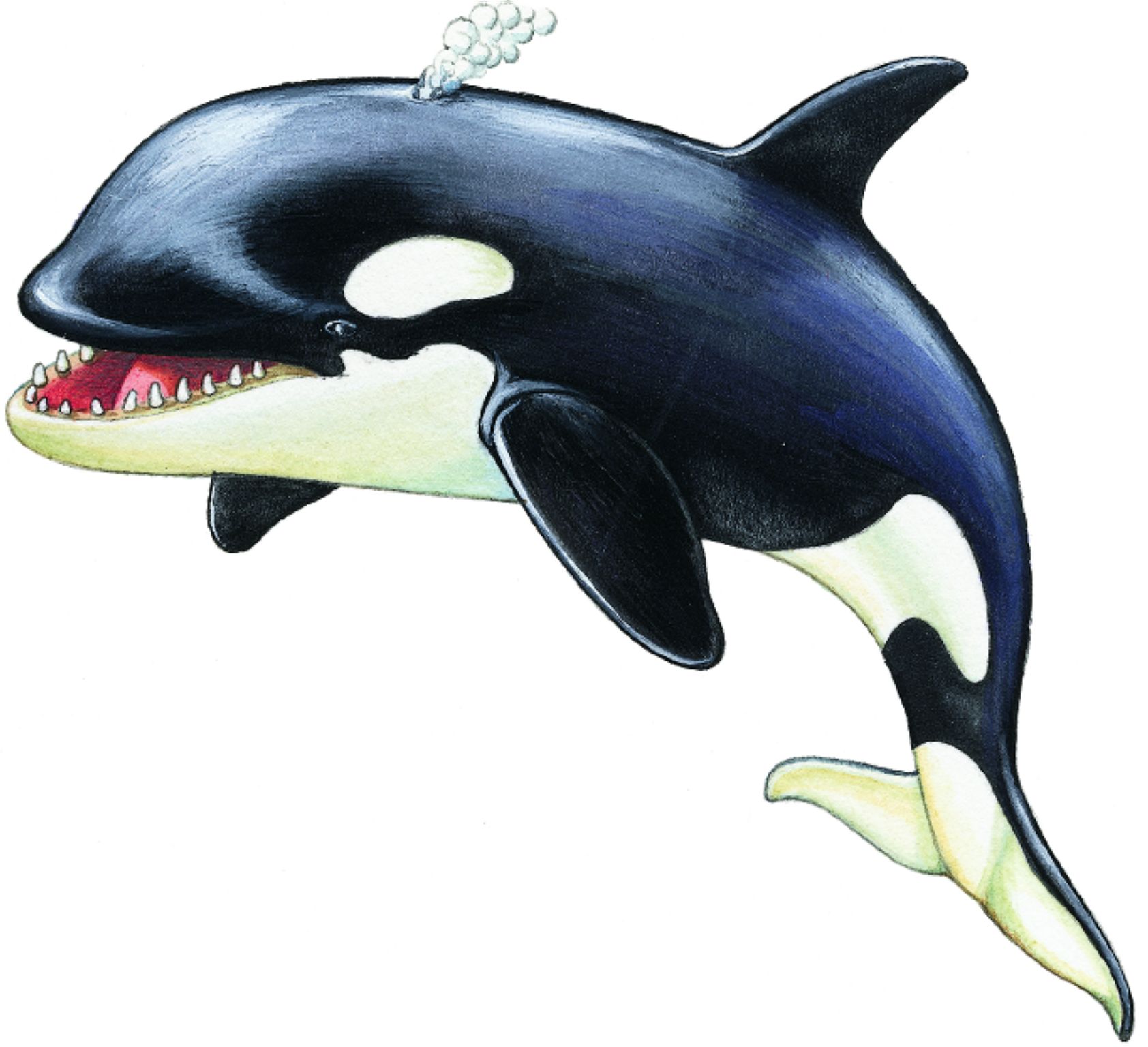 un épaulard (ou orque)