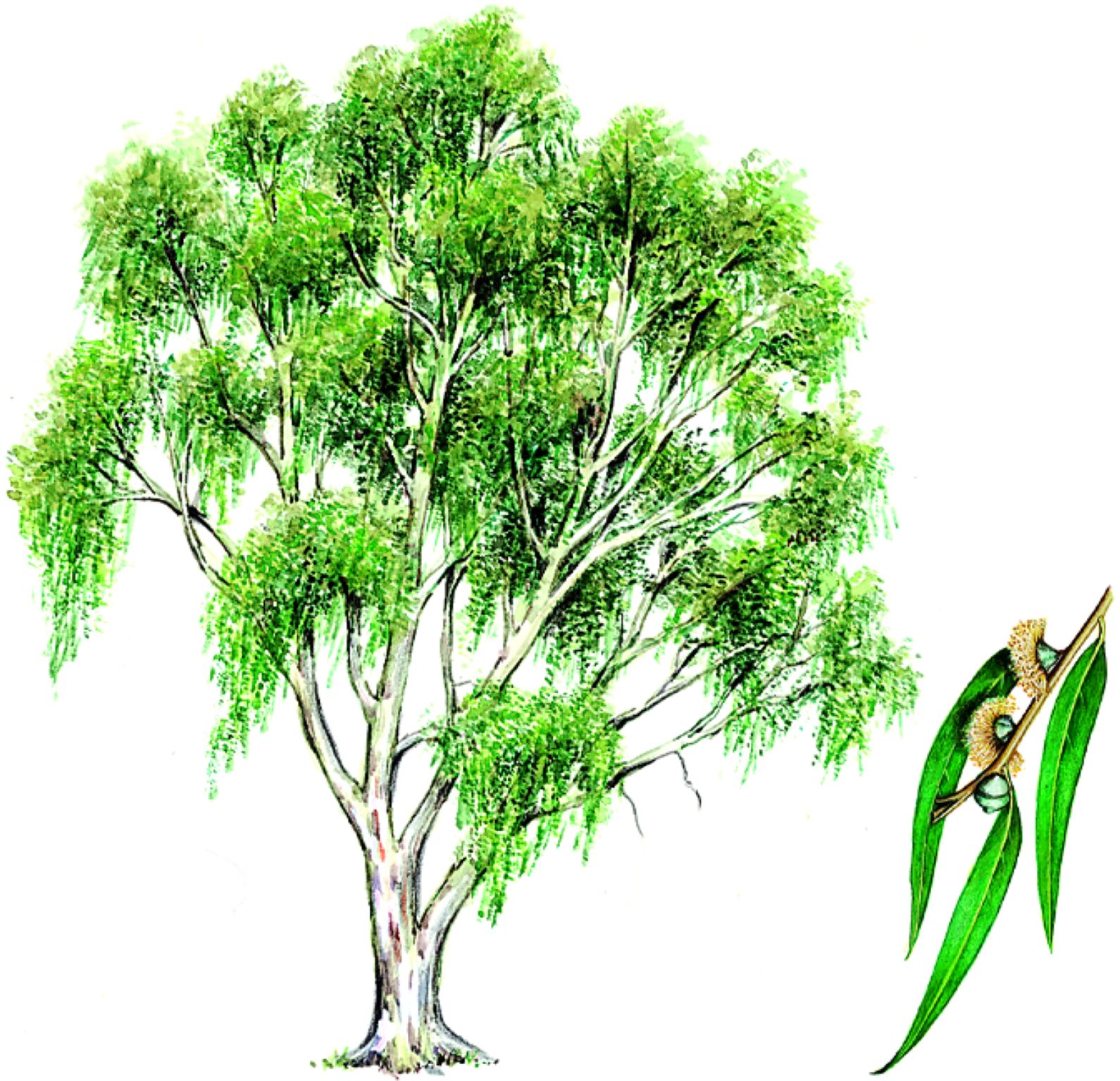 un eucalyptus