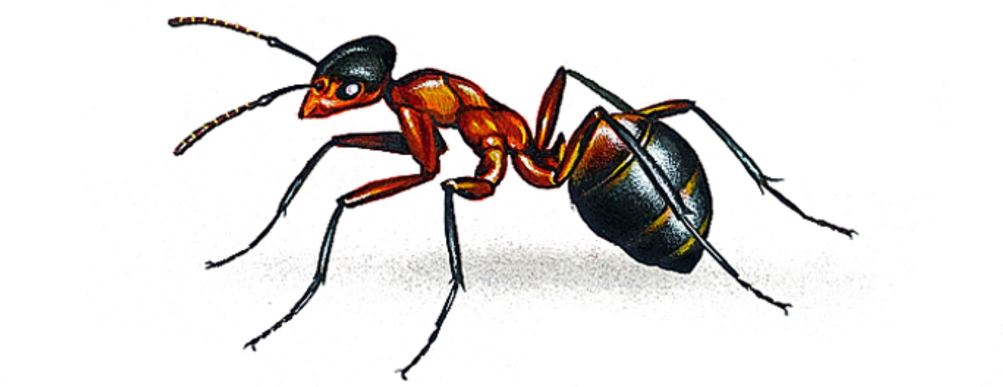 une fourmi