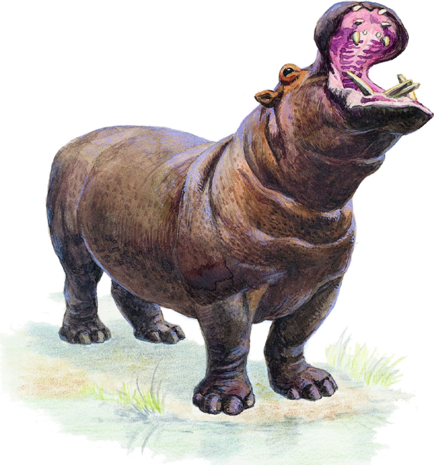 un hippopotame
