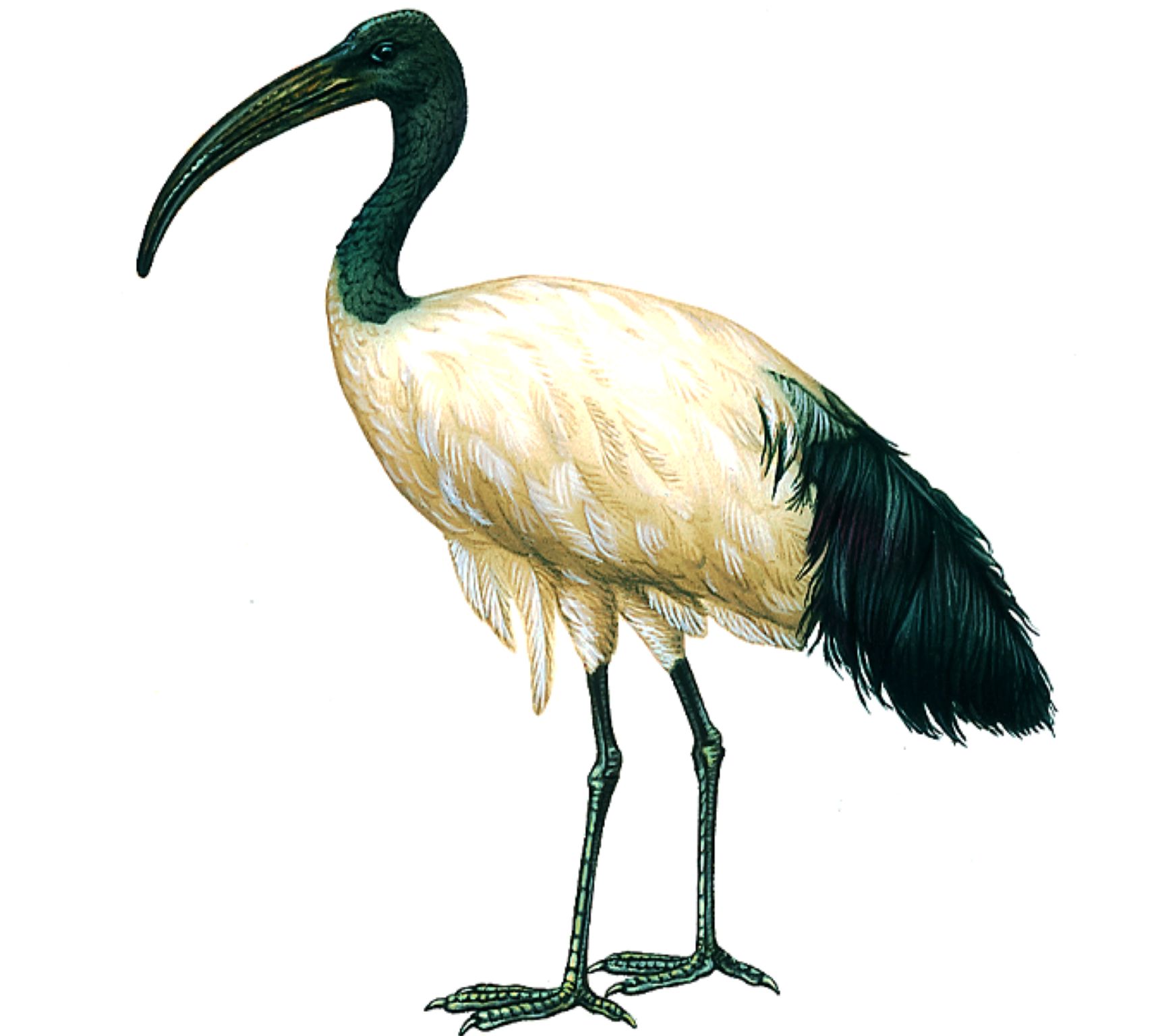 un ibis