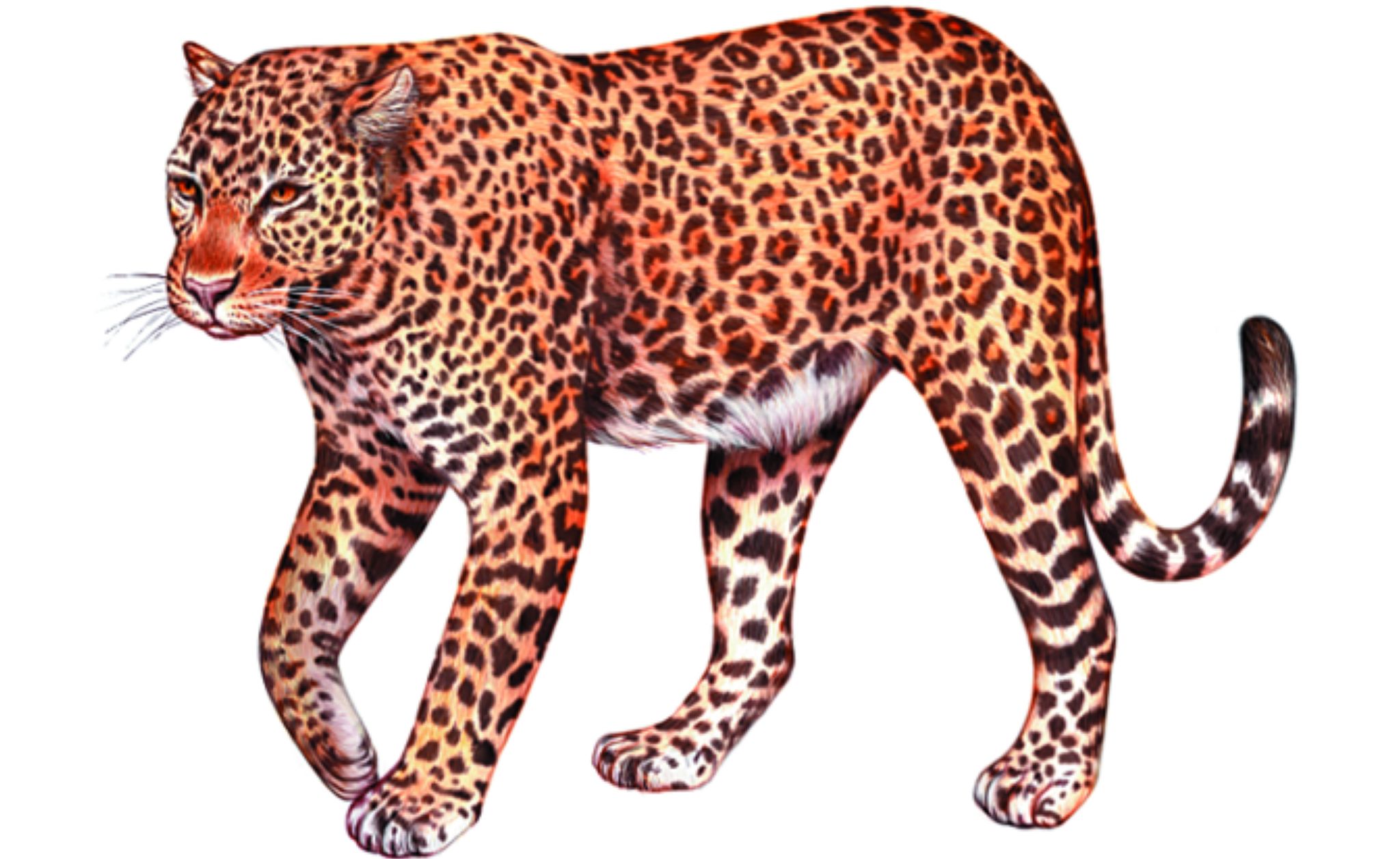 un léopard