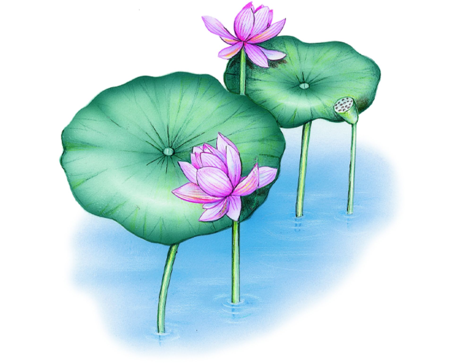 des lotus