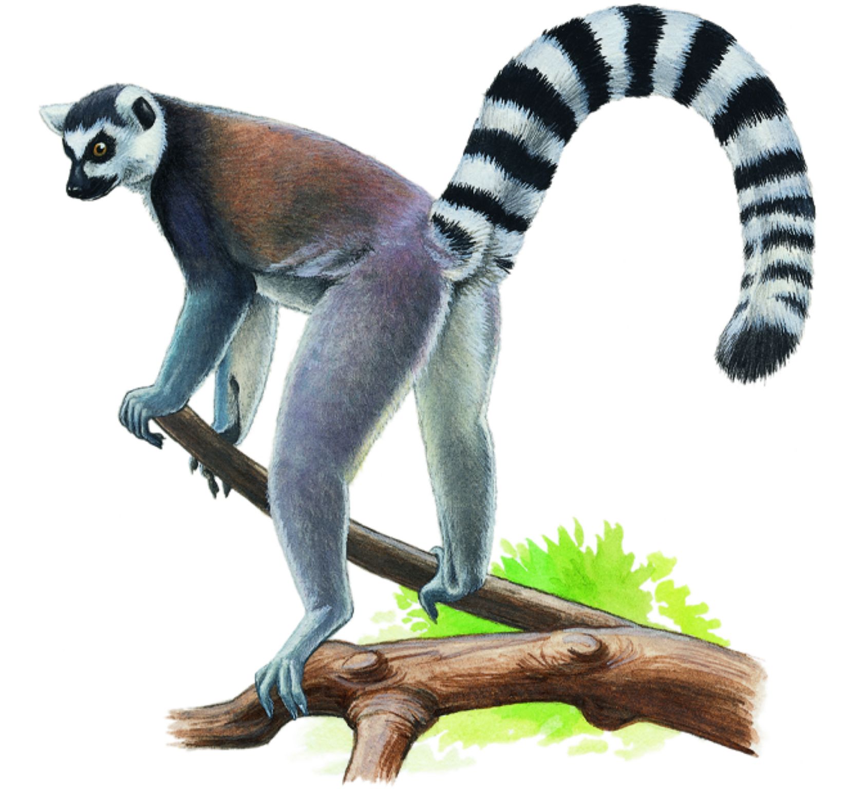 un maki de Madagascar
