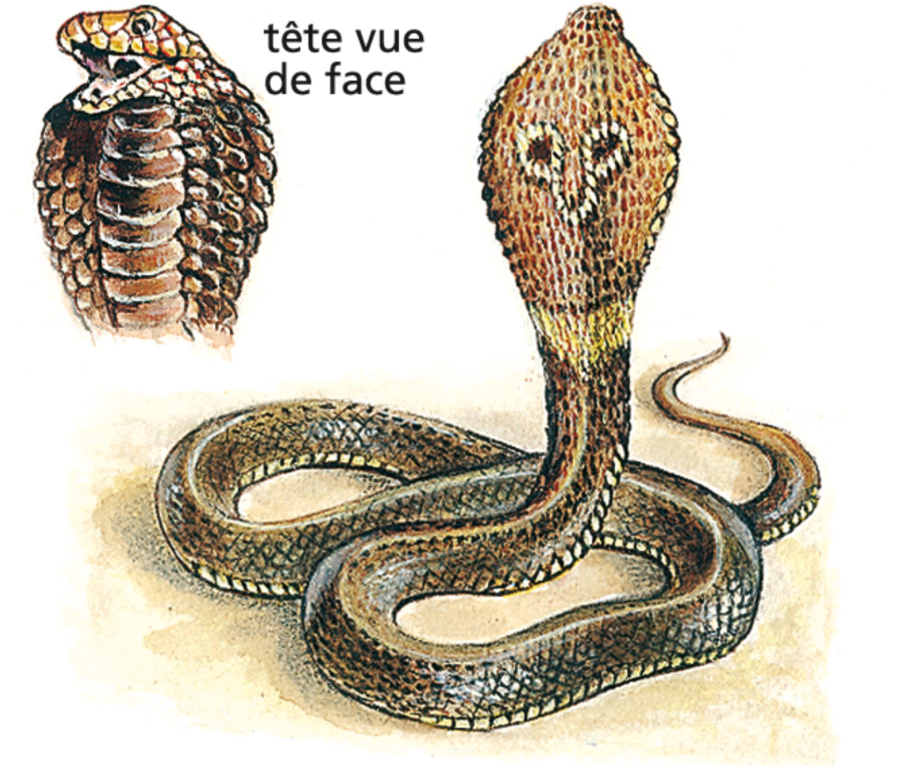 un naja (cobra ou serpent à lunettes)