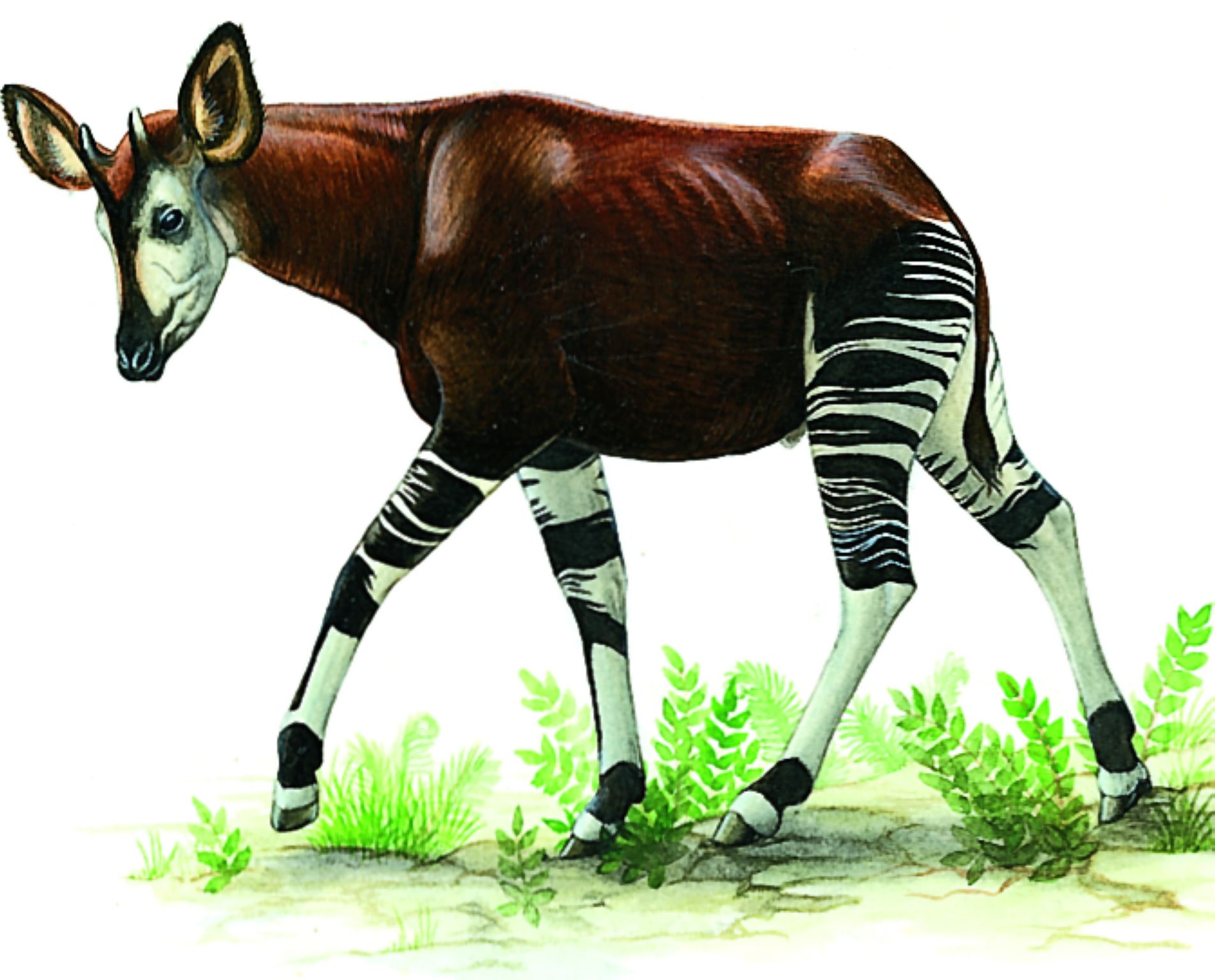 un okapi