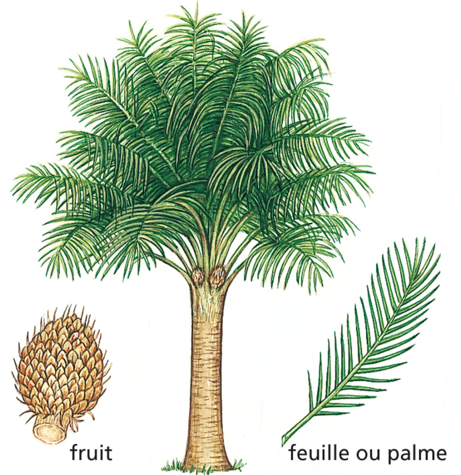 un palmier à huile