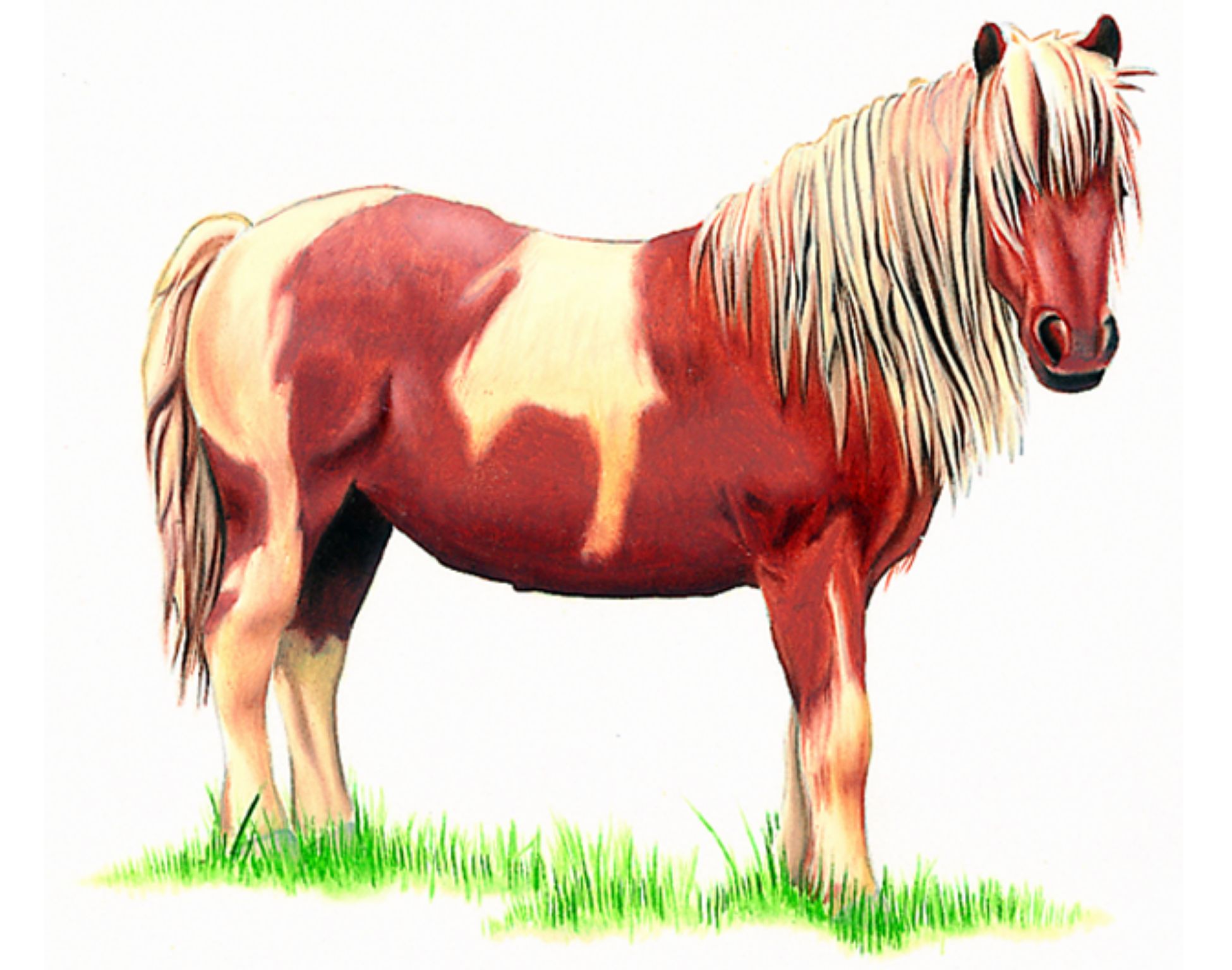 un poney