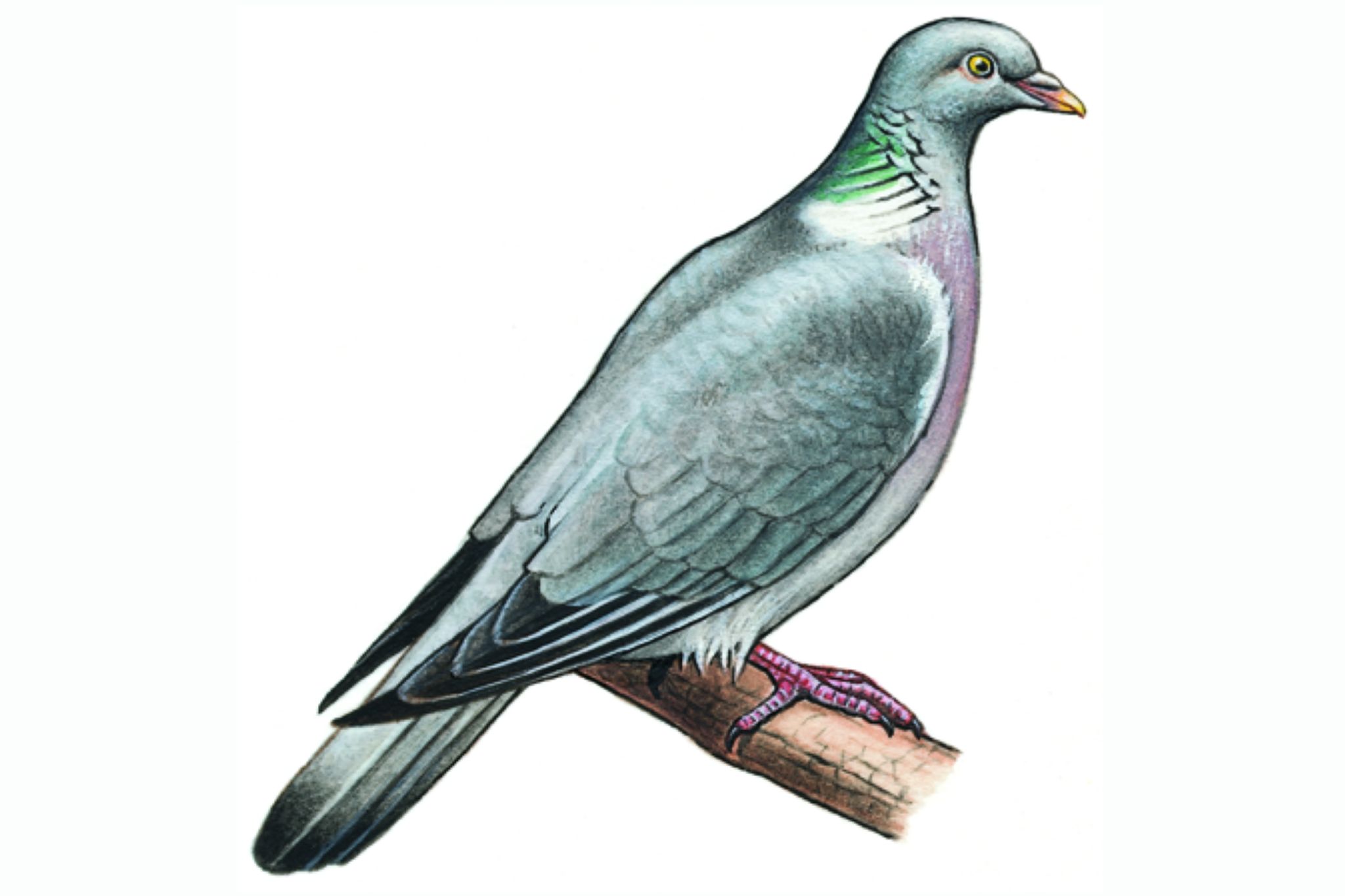 un pigeon ramier