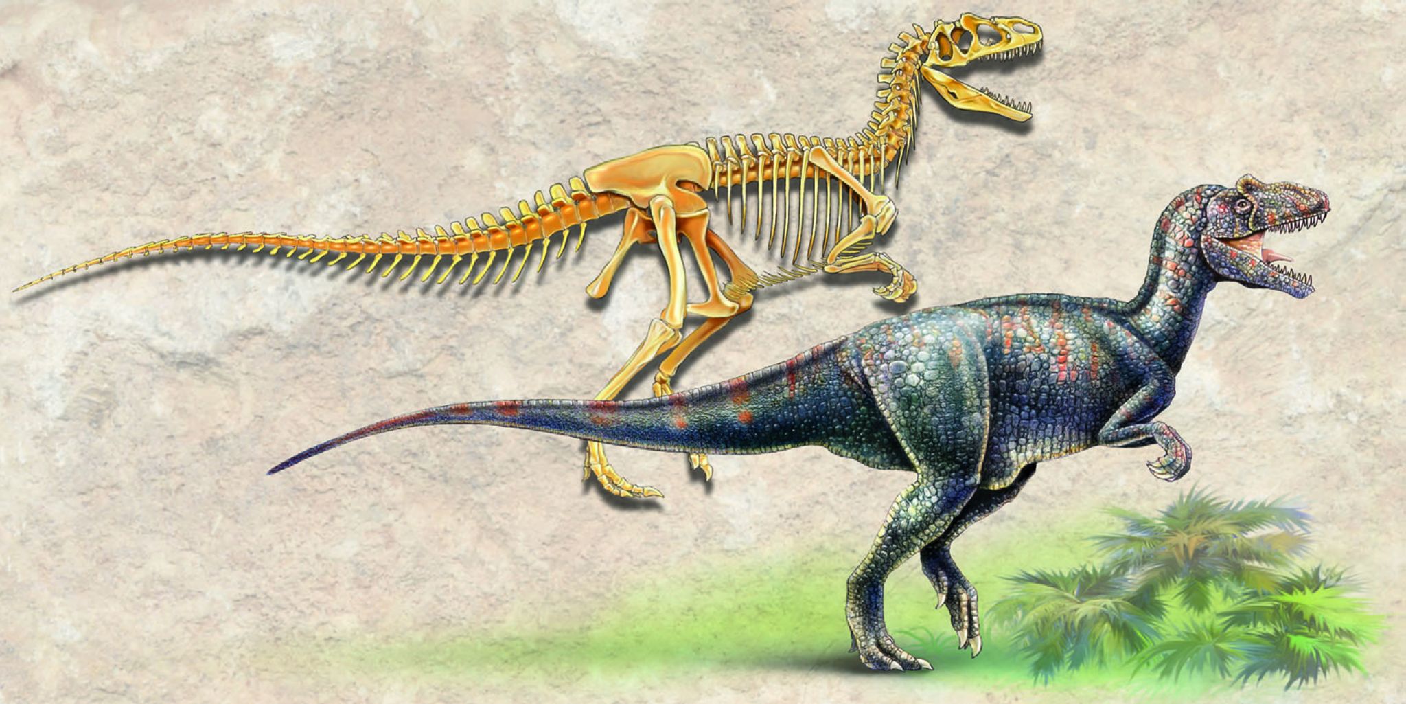 la reconstitution d’un dinosaure à partir de son fossile