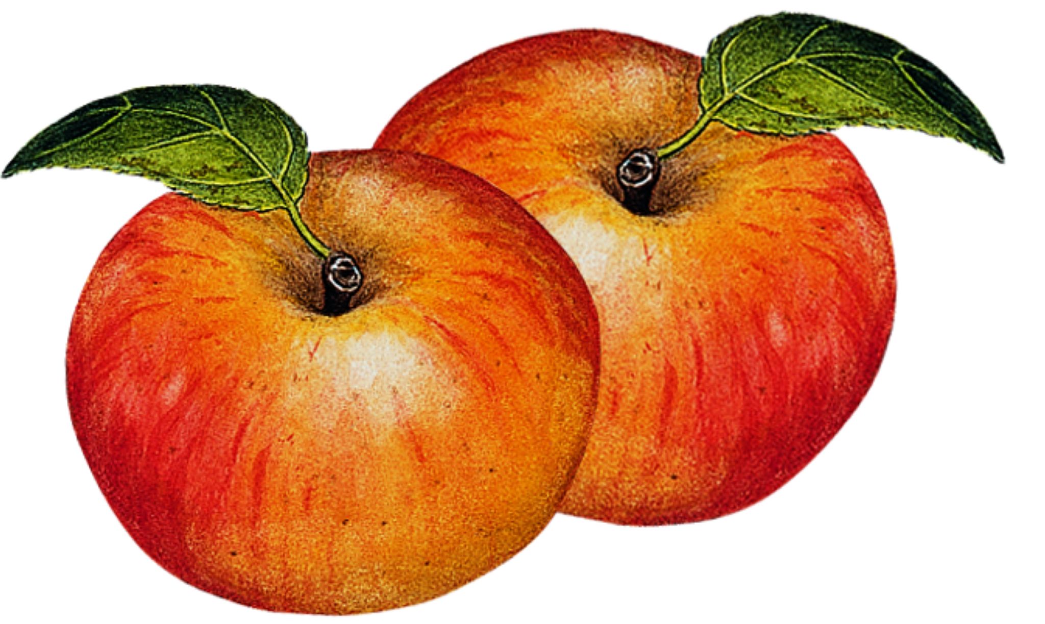 des pommes reinettes