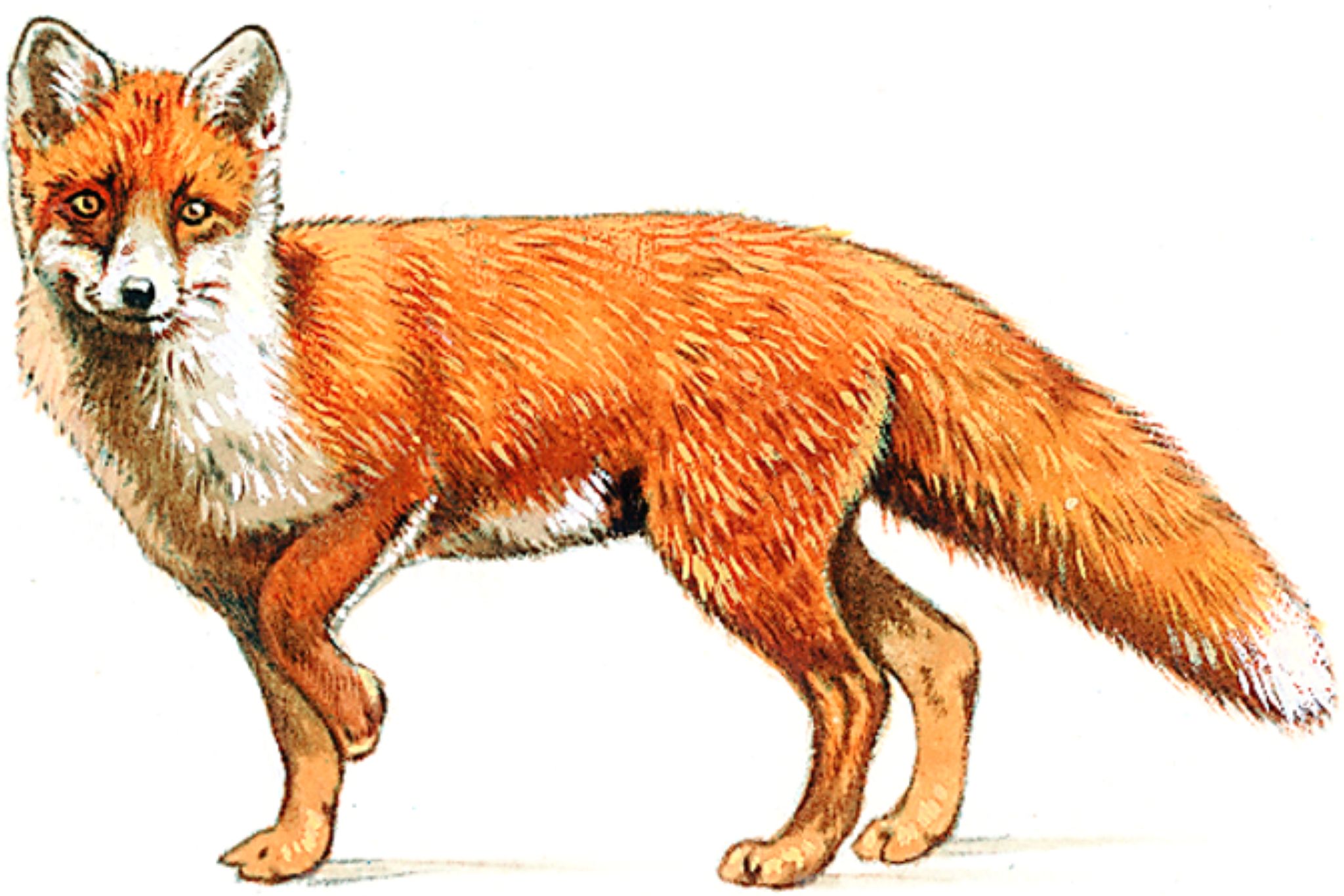 un renard roux