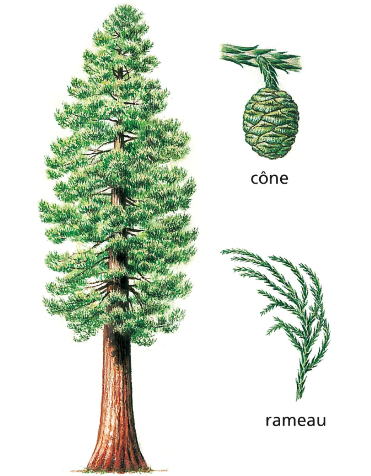 un séquoia