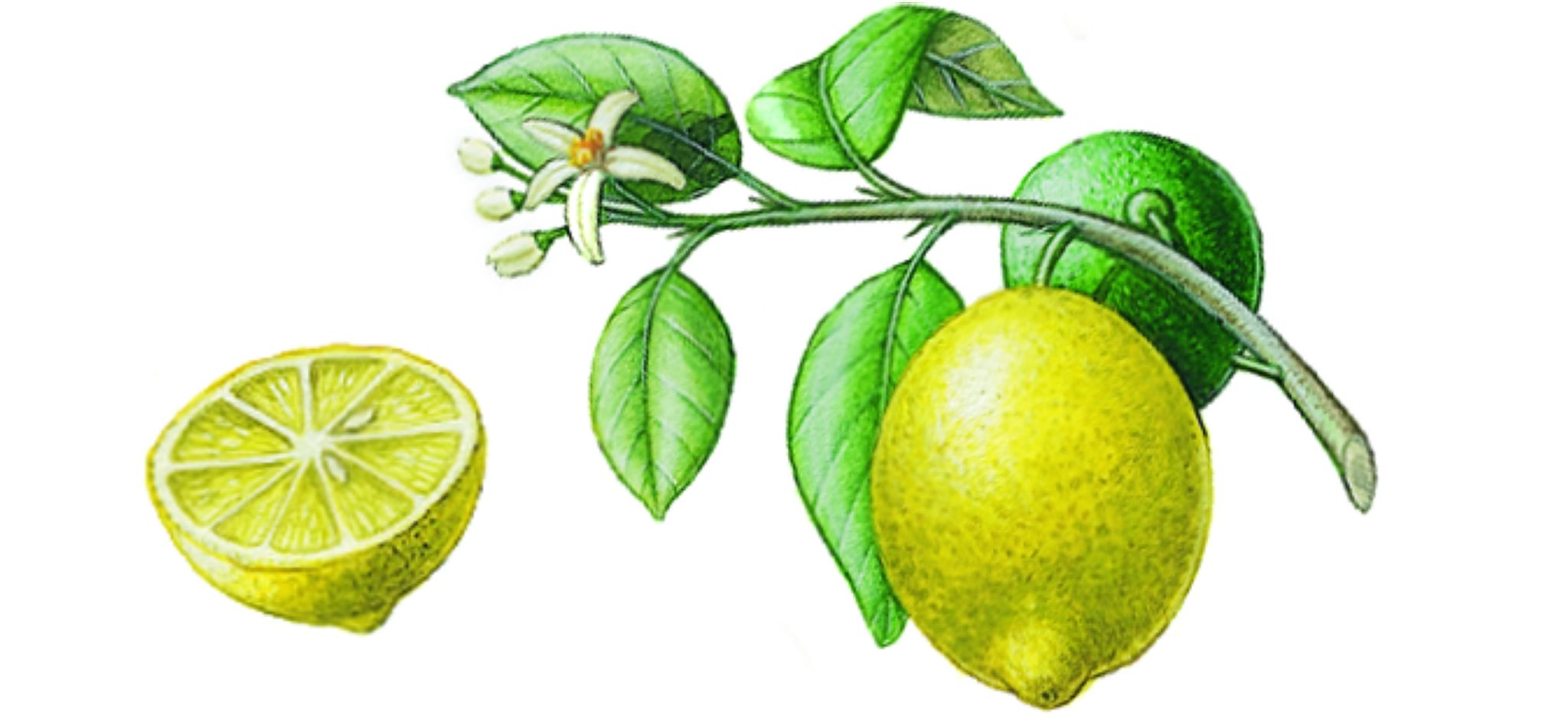 des citrons