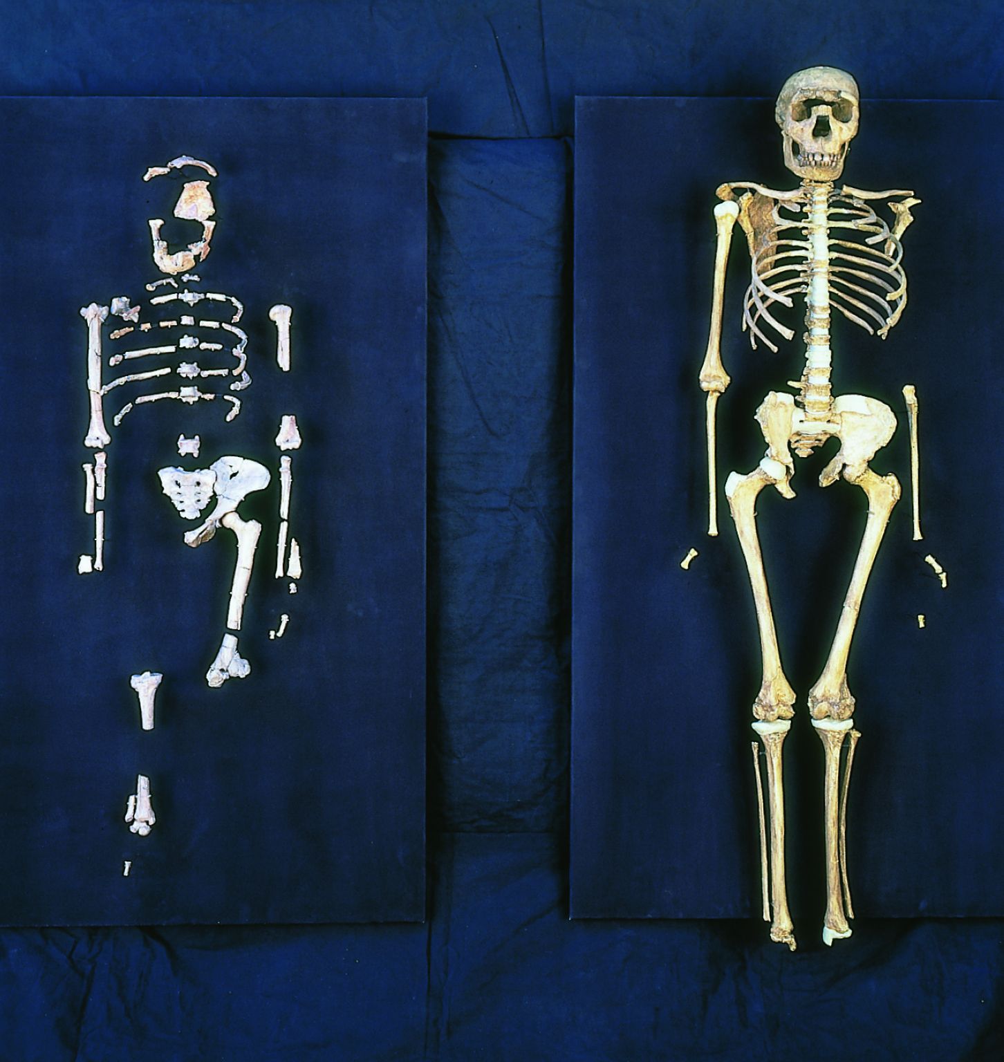 squelettes d’une australopithèque (Lucy, à gauche, 3,3 millions d’années) et d’un Homo ergaster (Turkana Boy, à droite, 1,5 million d’années)