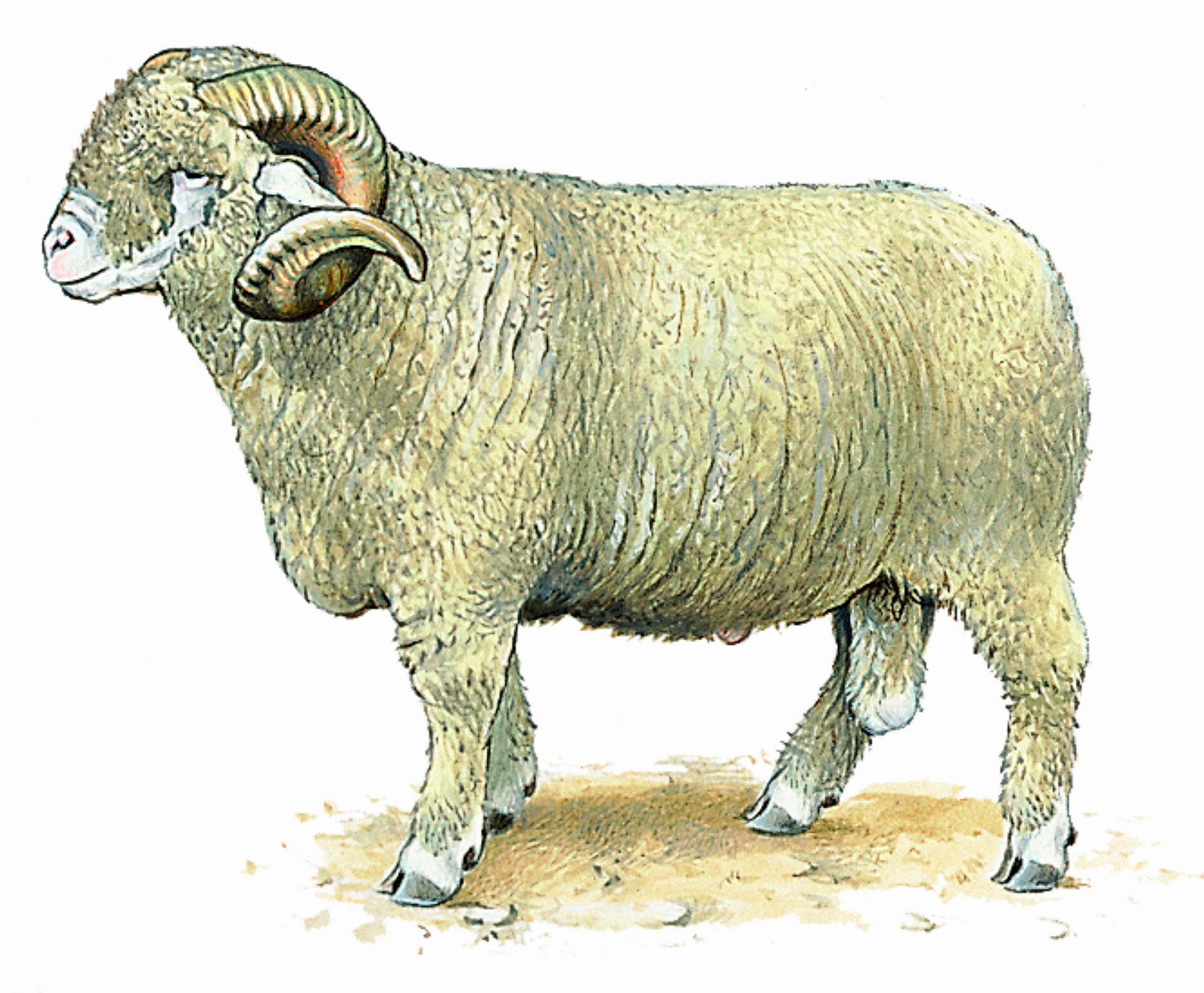 un mouton mérinos (cette race ovine produit une laine de grande qualité)