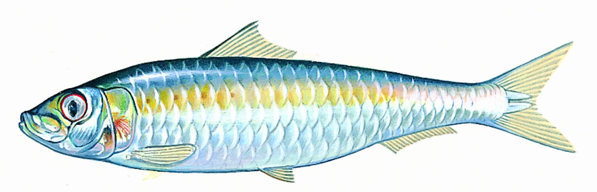 une sardine