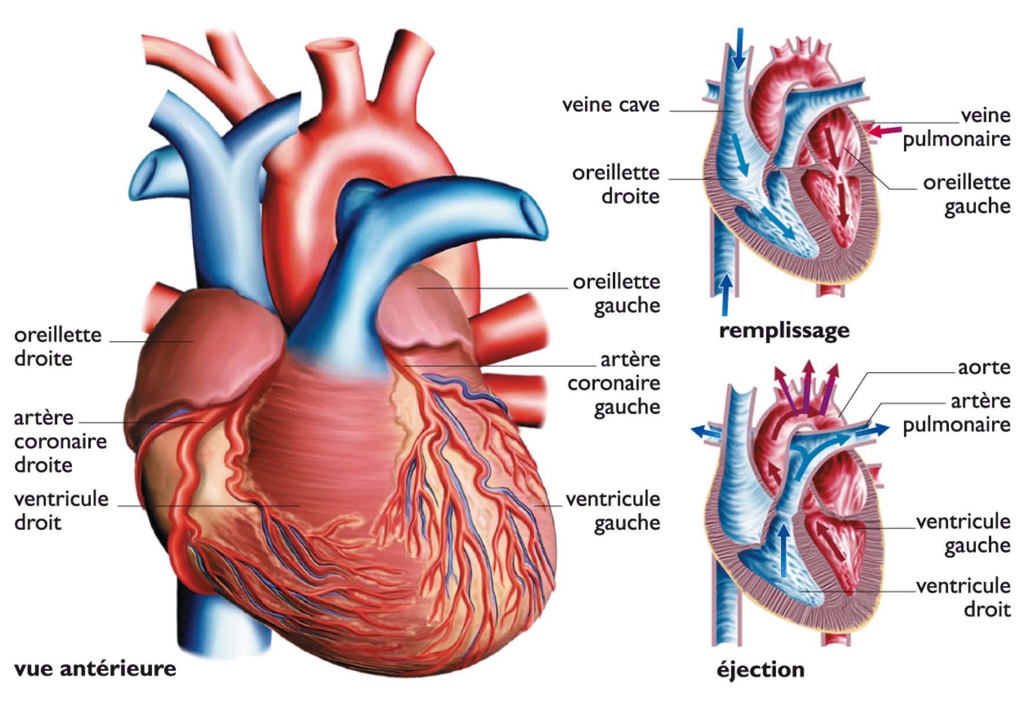 le cœur et le cycle cardiaque