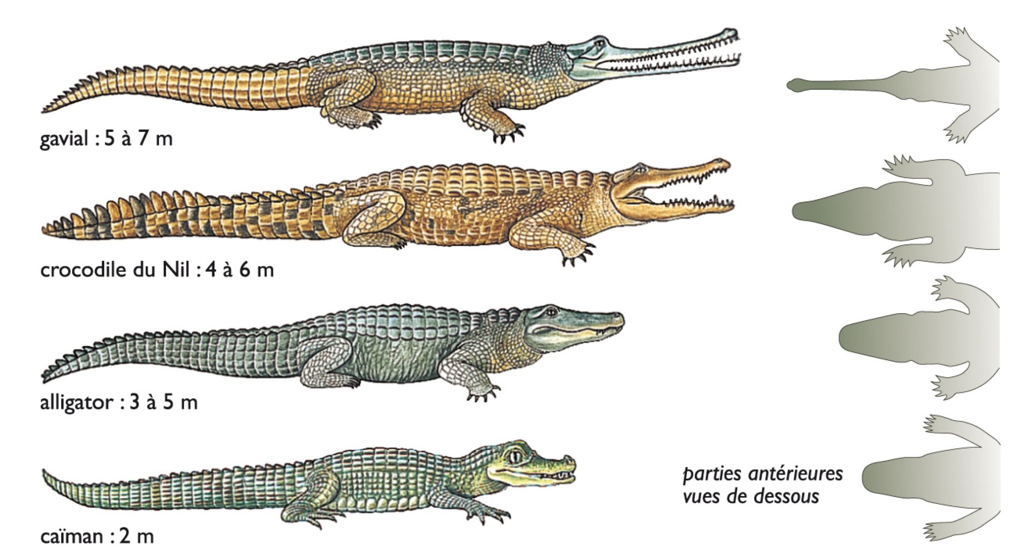 les différents reptiles de la famille du crocodile (crocodiliens)