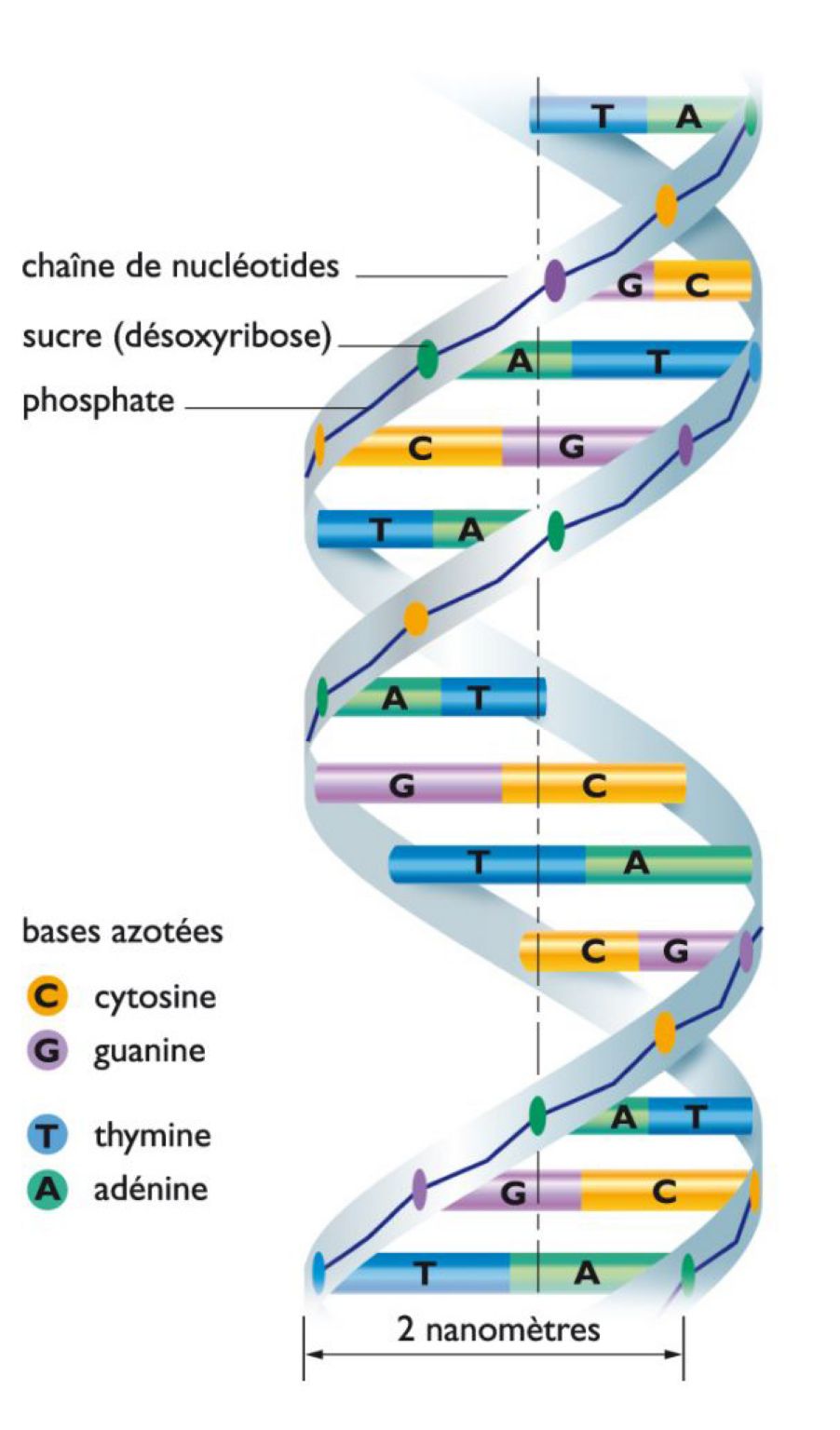 structure en double hélice de la molécule d’ADN qui porte les gènes